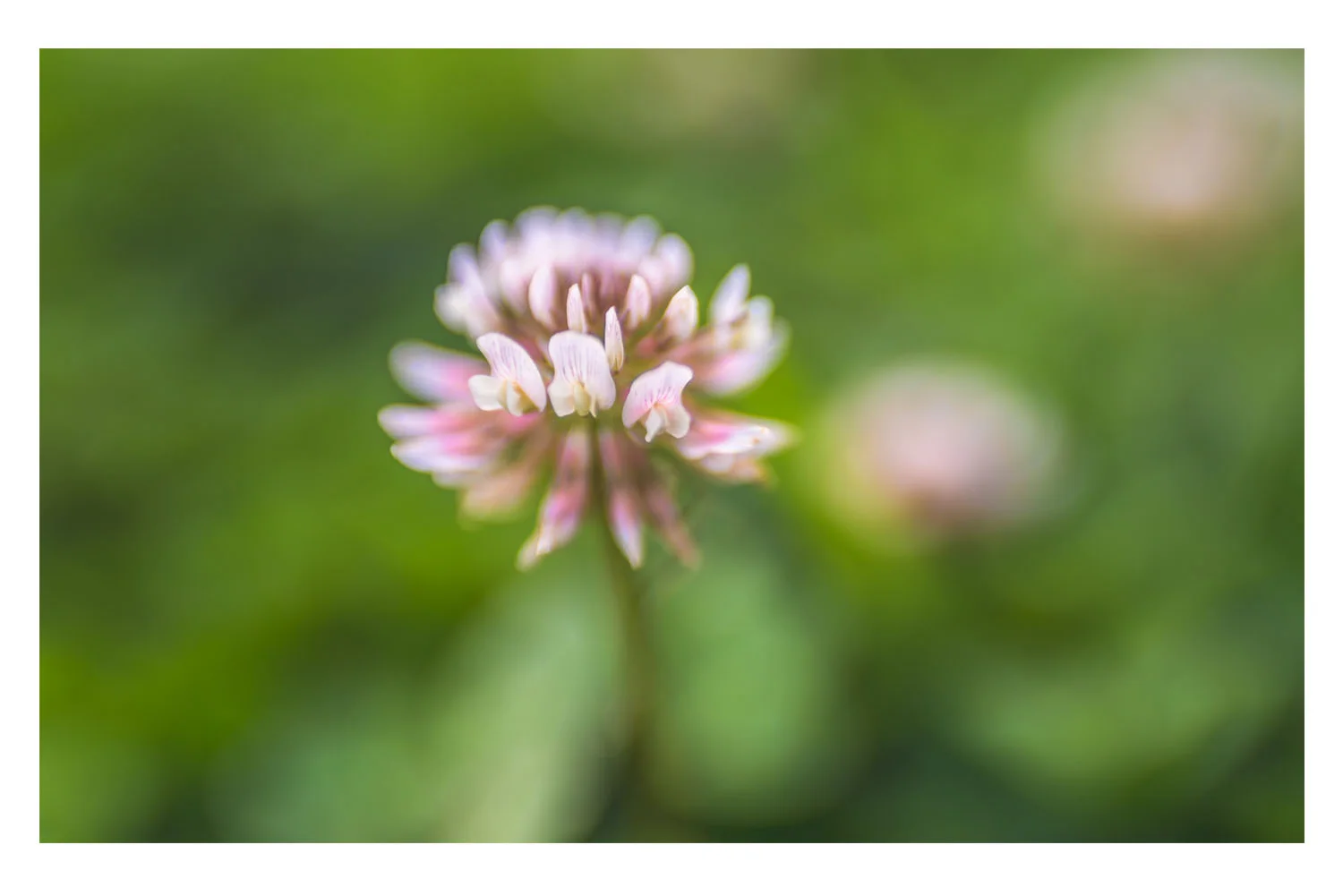 i crawled through the field of pink clovers 5.jpg