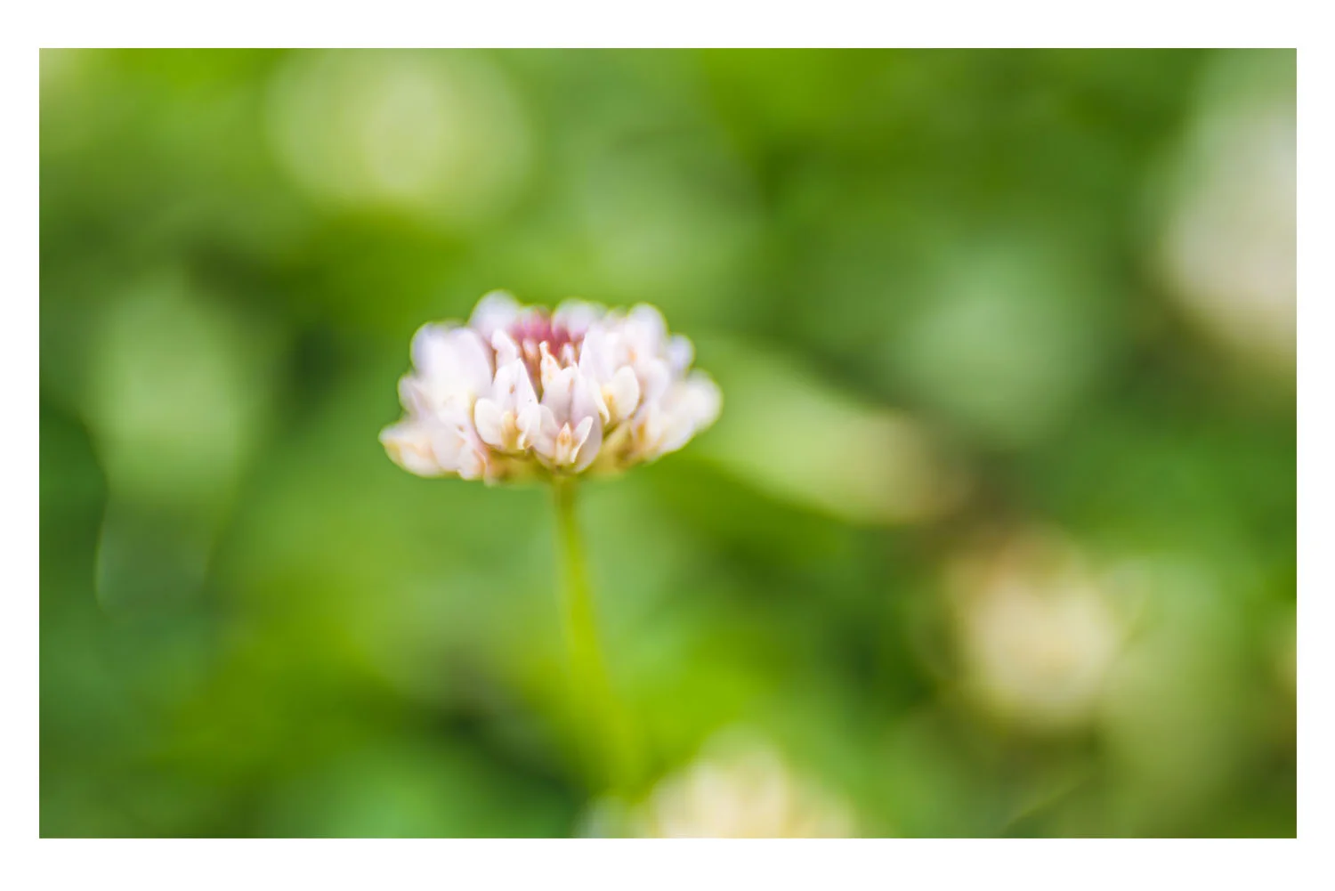 i crawled through the field of pink clovers 2.jpg