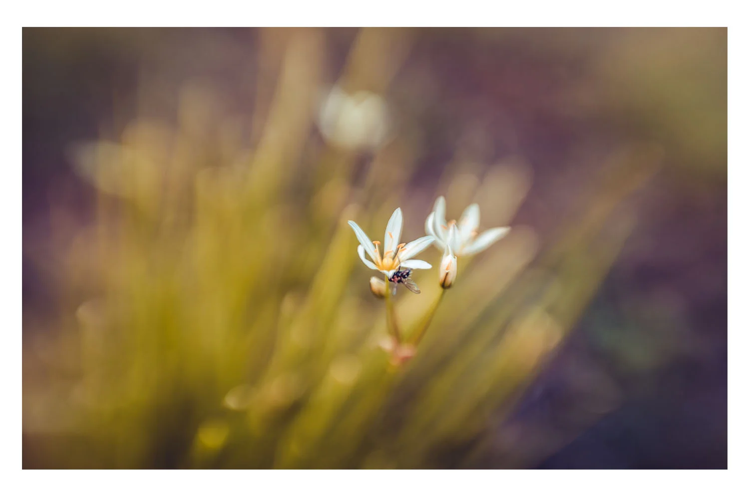 natures little world 1.jpg