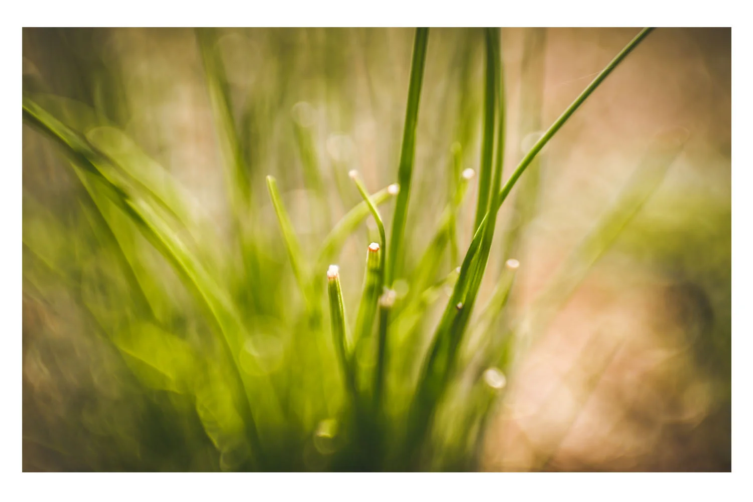 in the beautiful backlight.jpg