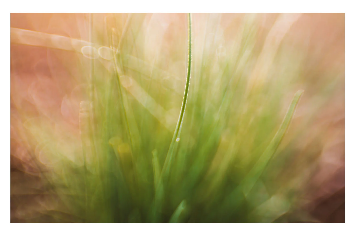 in the morning glow.jpg
