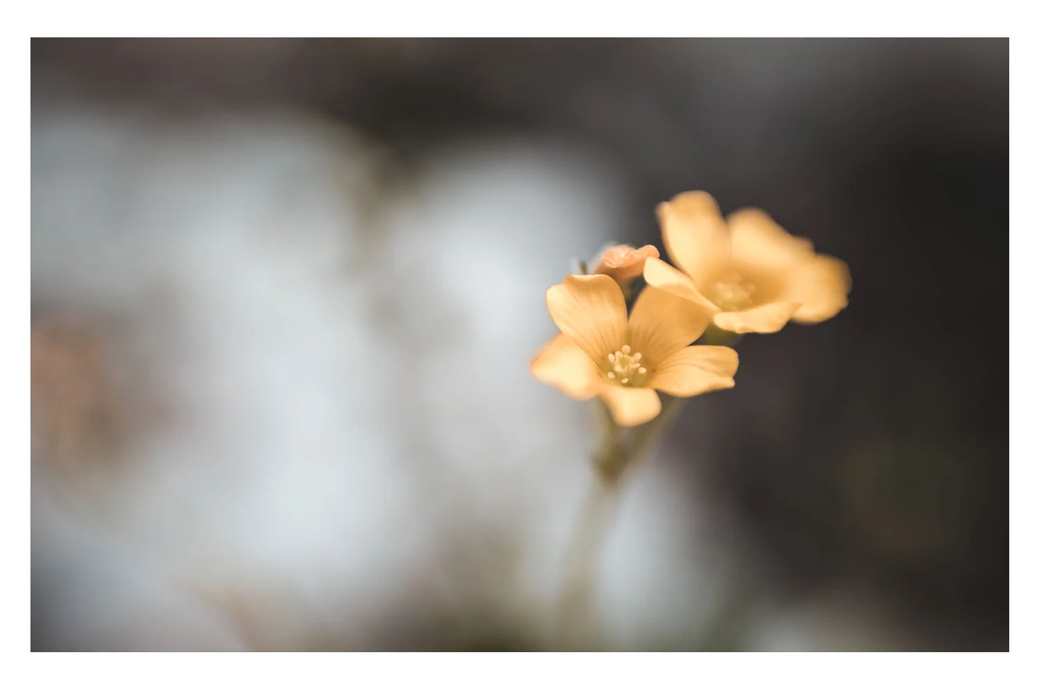 little blooms of sunshine.jpg