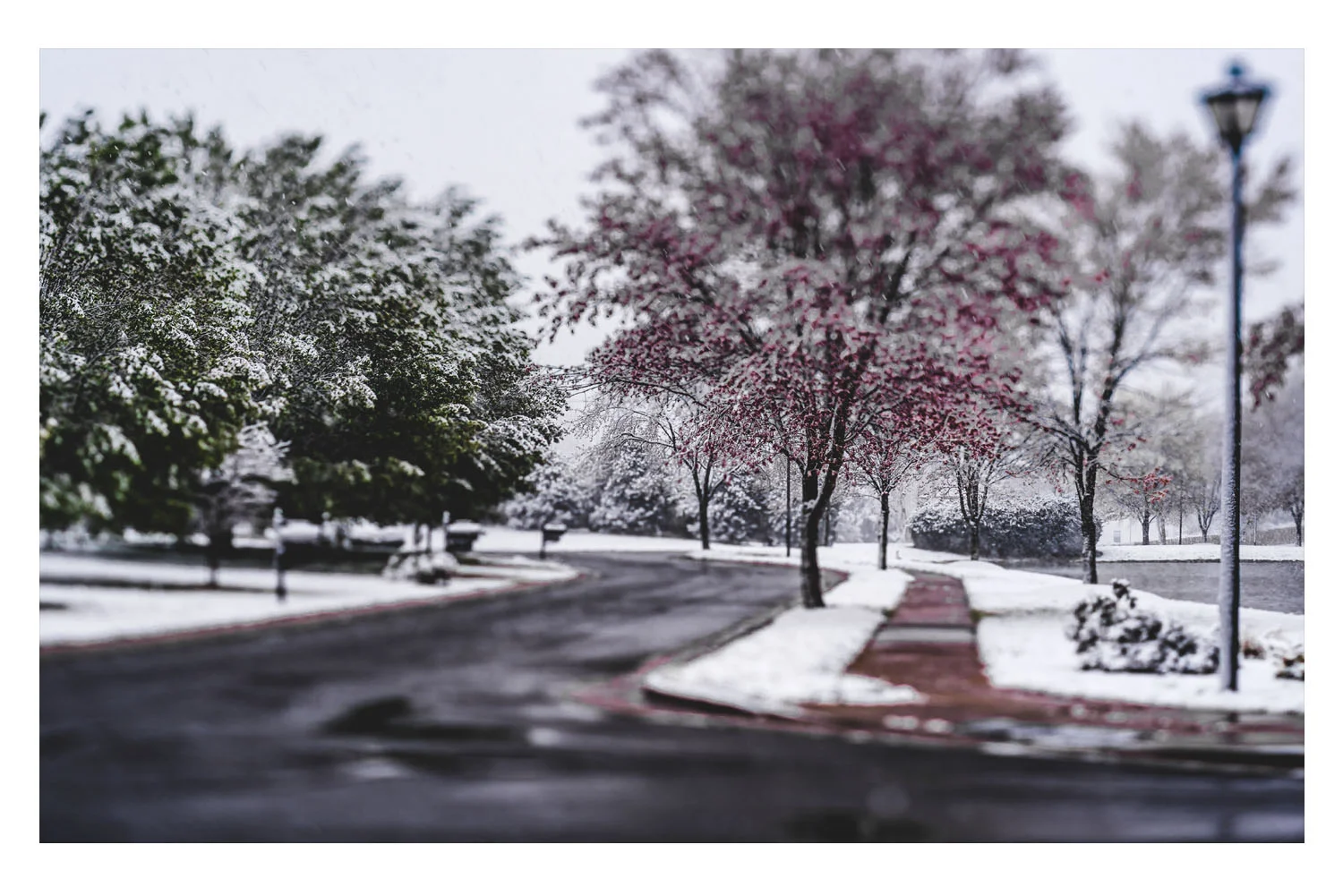 winter in the carolinas 2.jpg