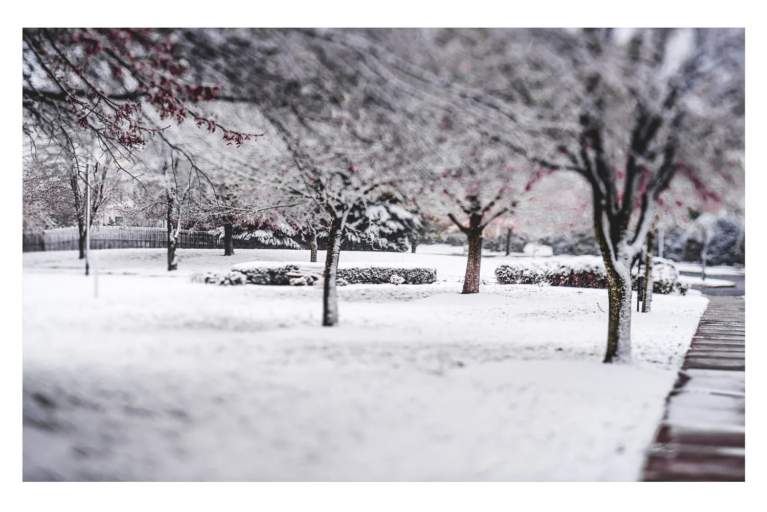 winter in the carolinas 3.jpg