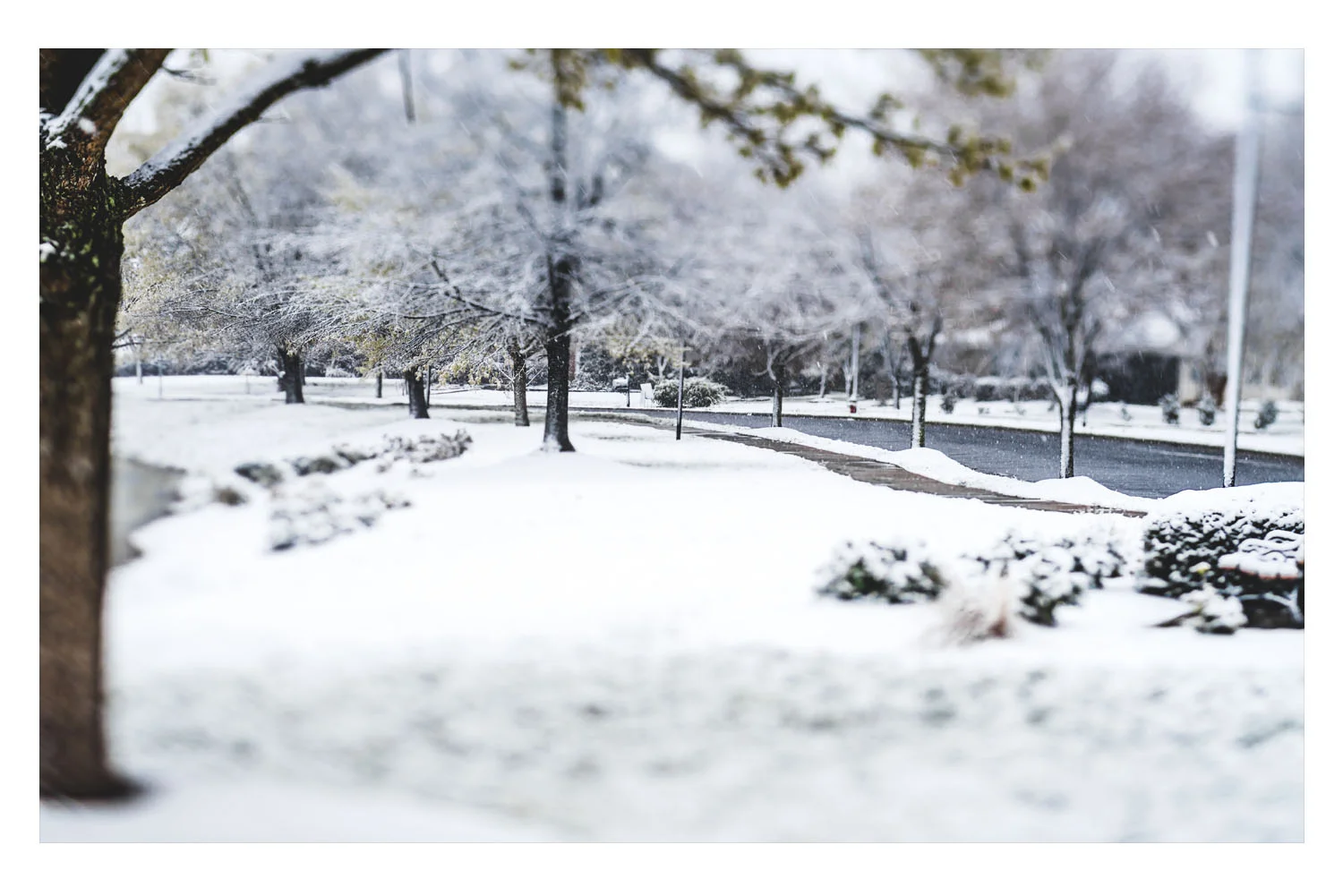 winter in the carolinas 4.jpg
