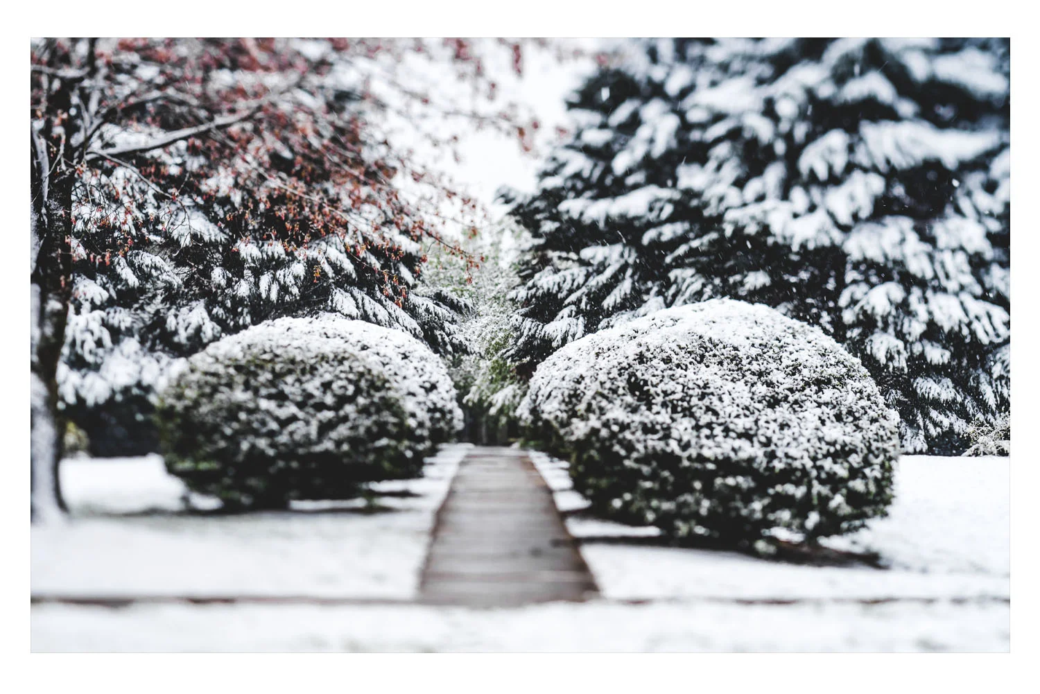 winter in the carolinas 5.jpg