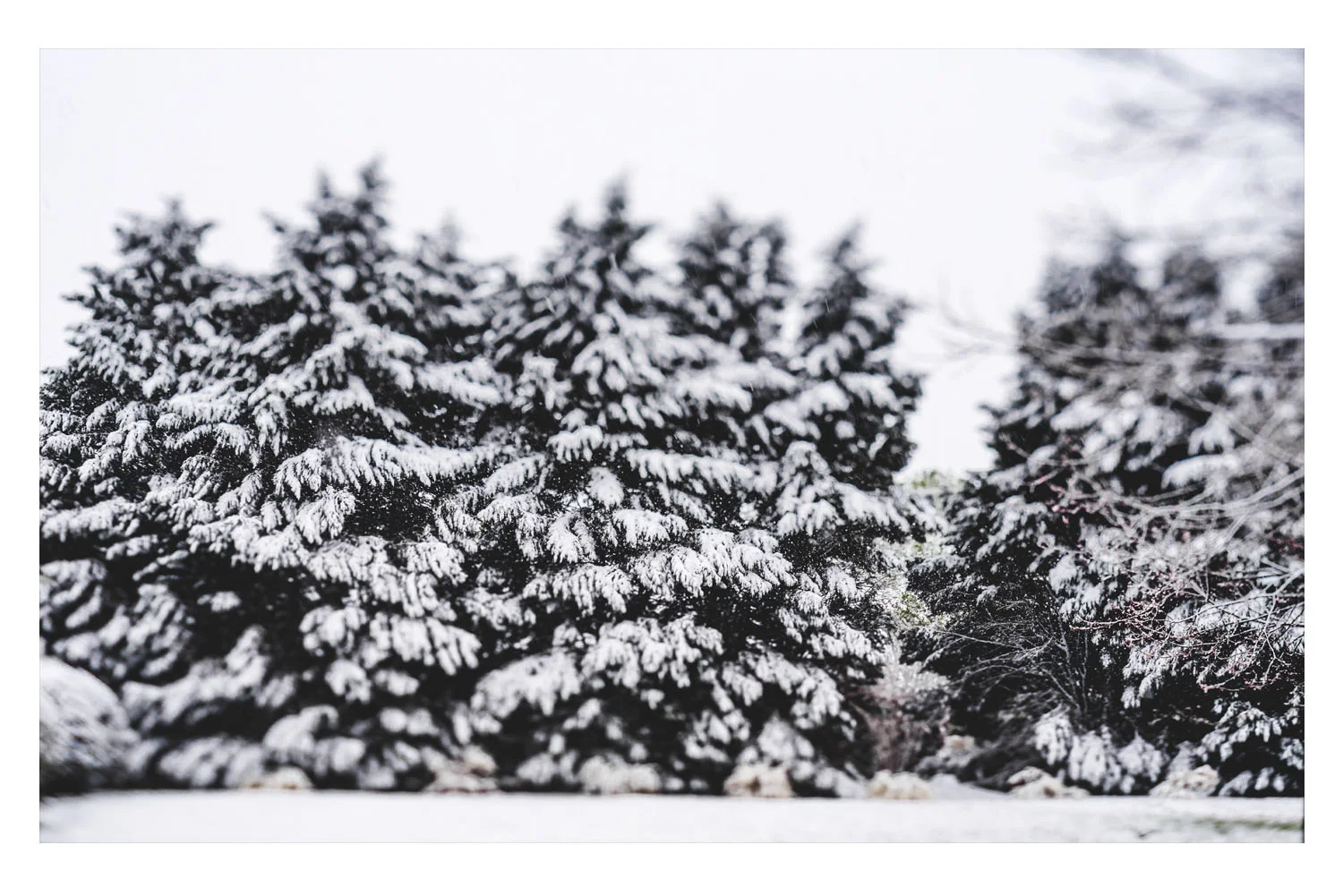 winter in the carolinas 6.jpg