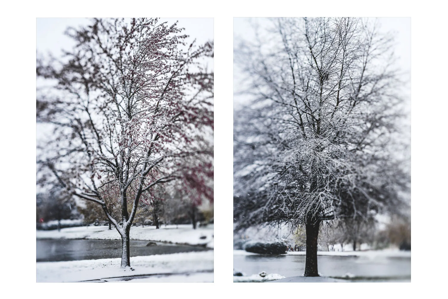 winter in the carolinas b.jpg