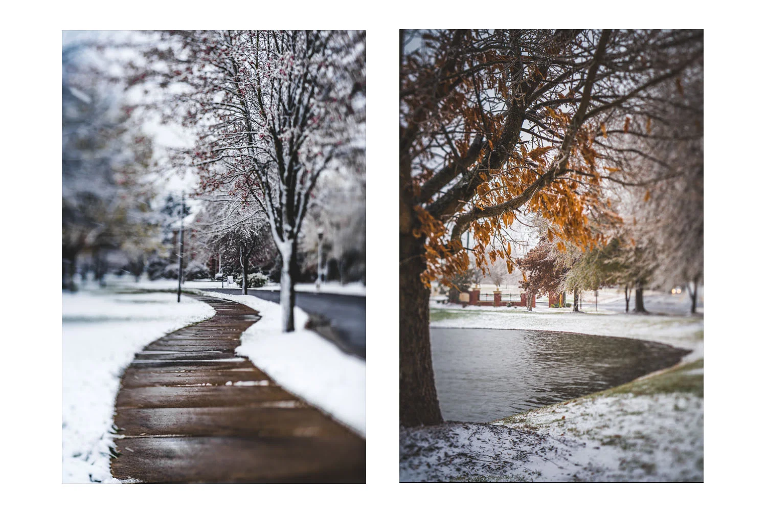 winter in the carolinas c.jpg