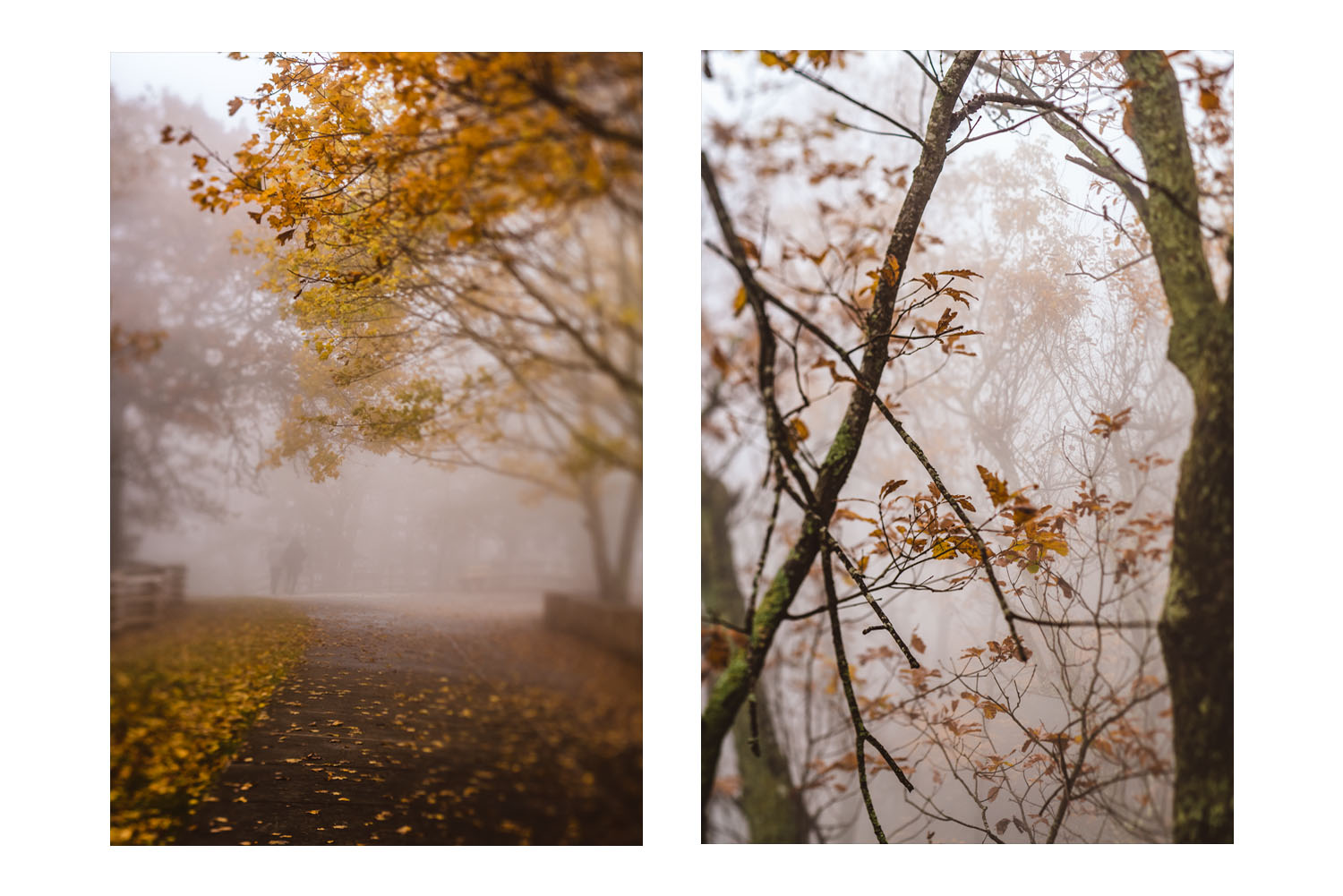into the fog 2.jpg