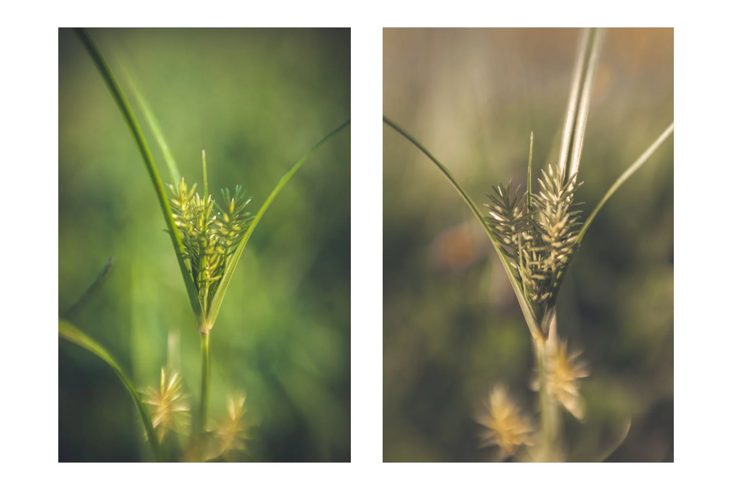natures little world 2.jpg