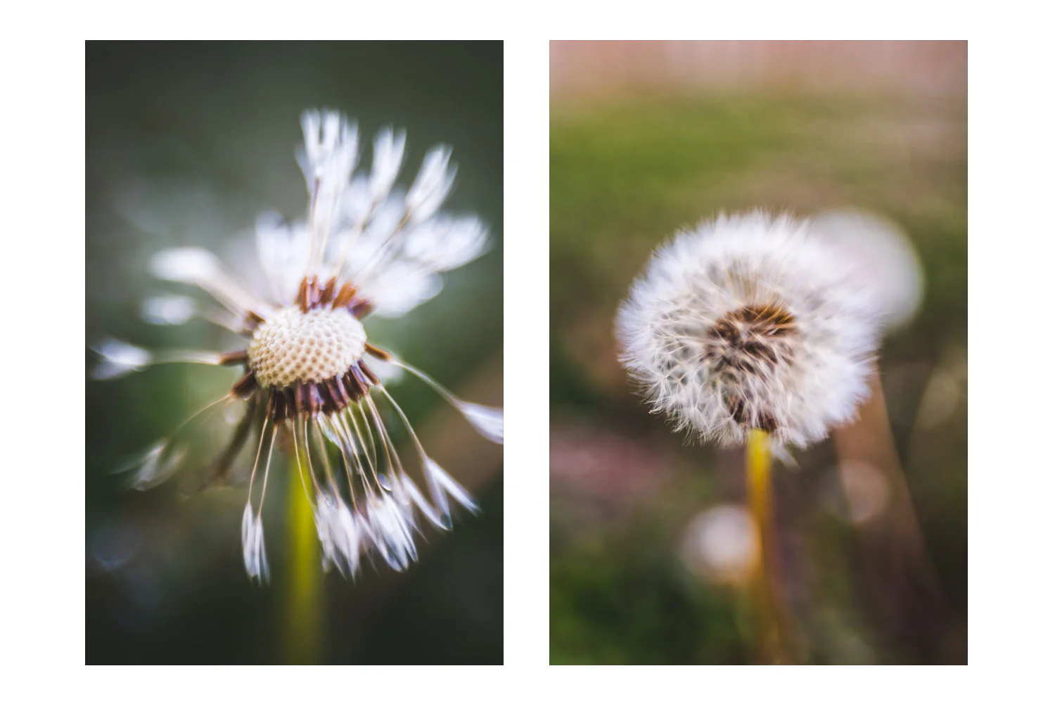 The Beauty of A Wish 1.jpg