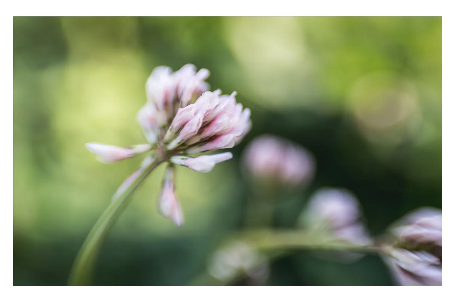 i crawled through the field of pink clovers 8.jpg