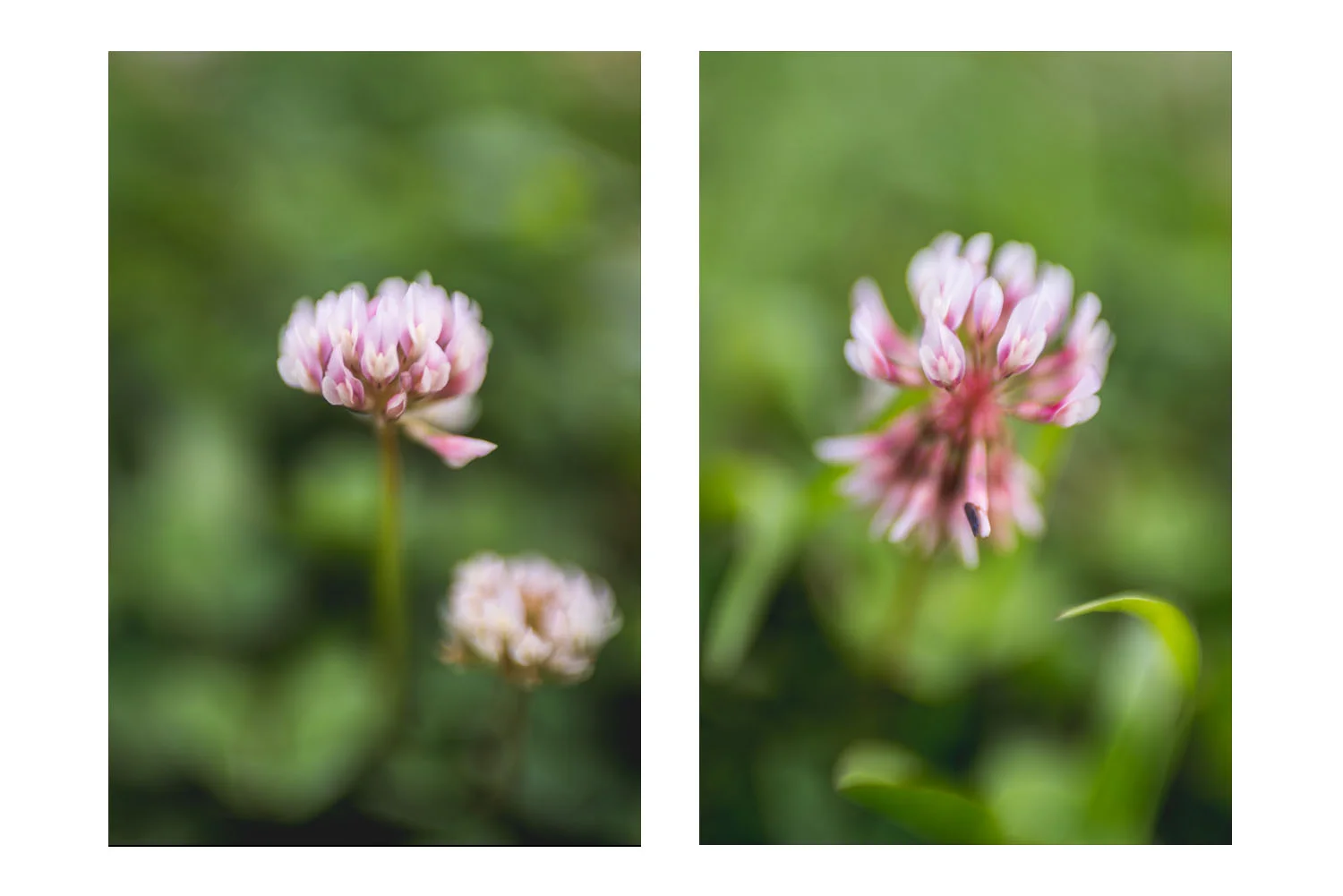 i crawled through the field of pink clovers 7.jpg