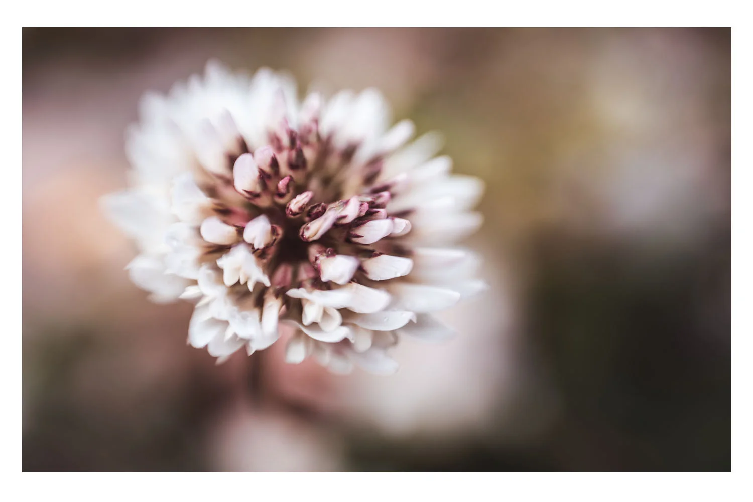 i crawled through the field of pink clovers 10.jpg