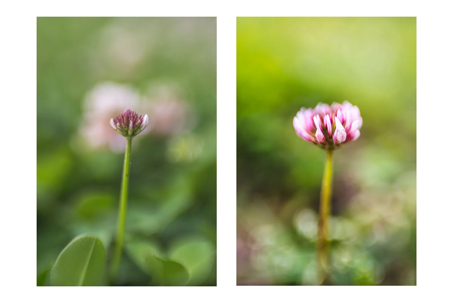 i crawled through the field of pink clovers 11.jpg