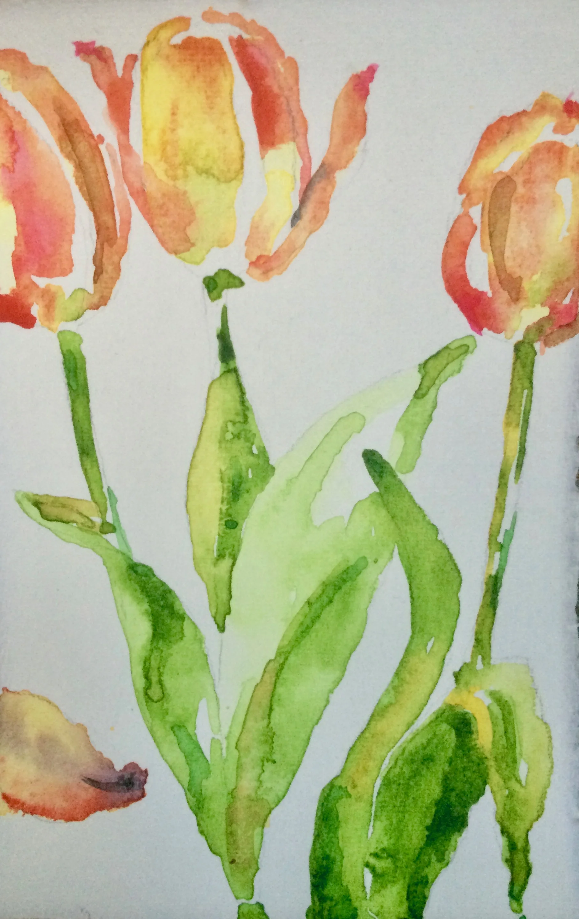Tulip Dance