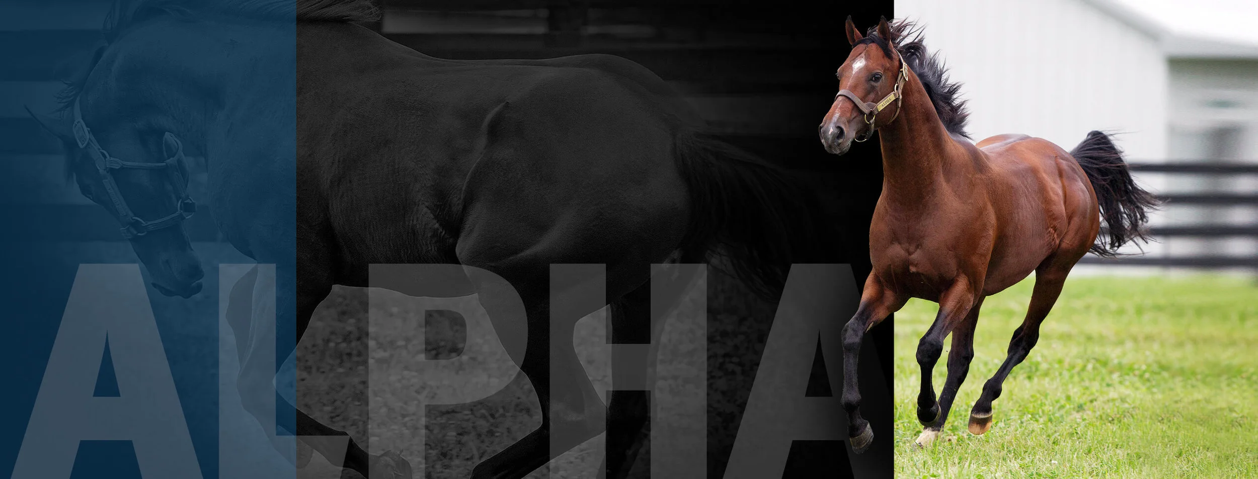Sequel Banner - ALpha (1).jpg