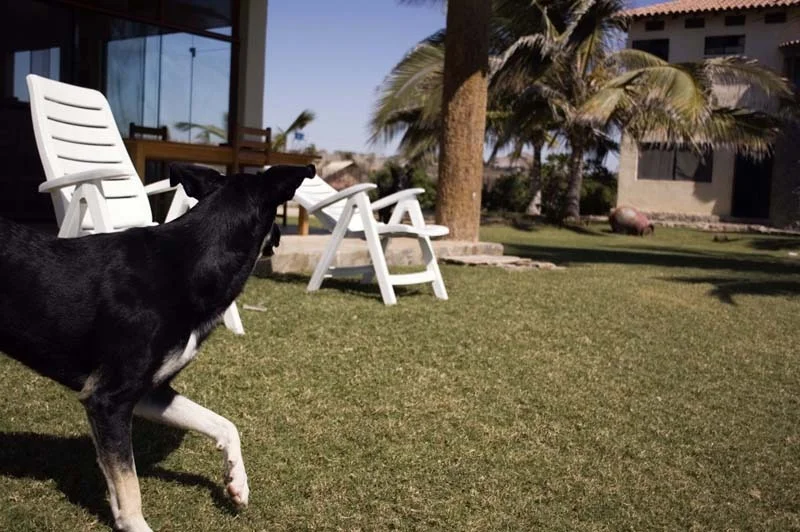 Violencia Entre Perros con Pistolas (2008)