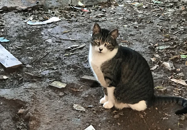 kitty.jpg