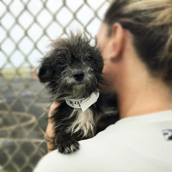 puppy sm.jpg