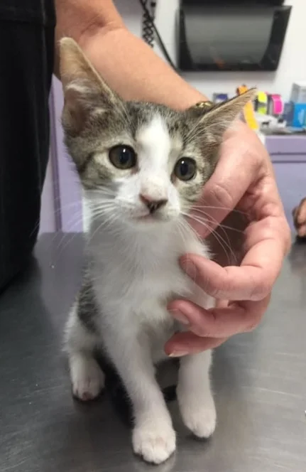 Career Kitty.jpg