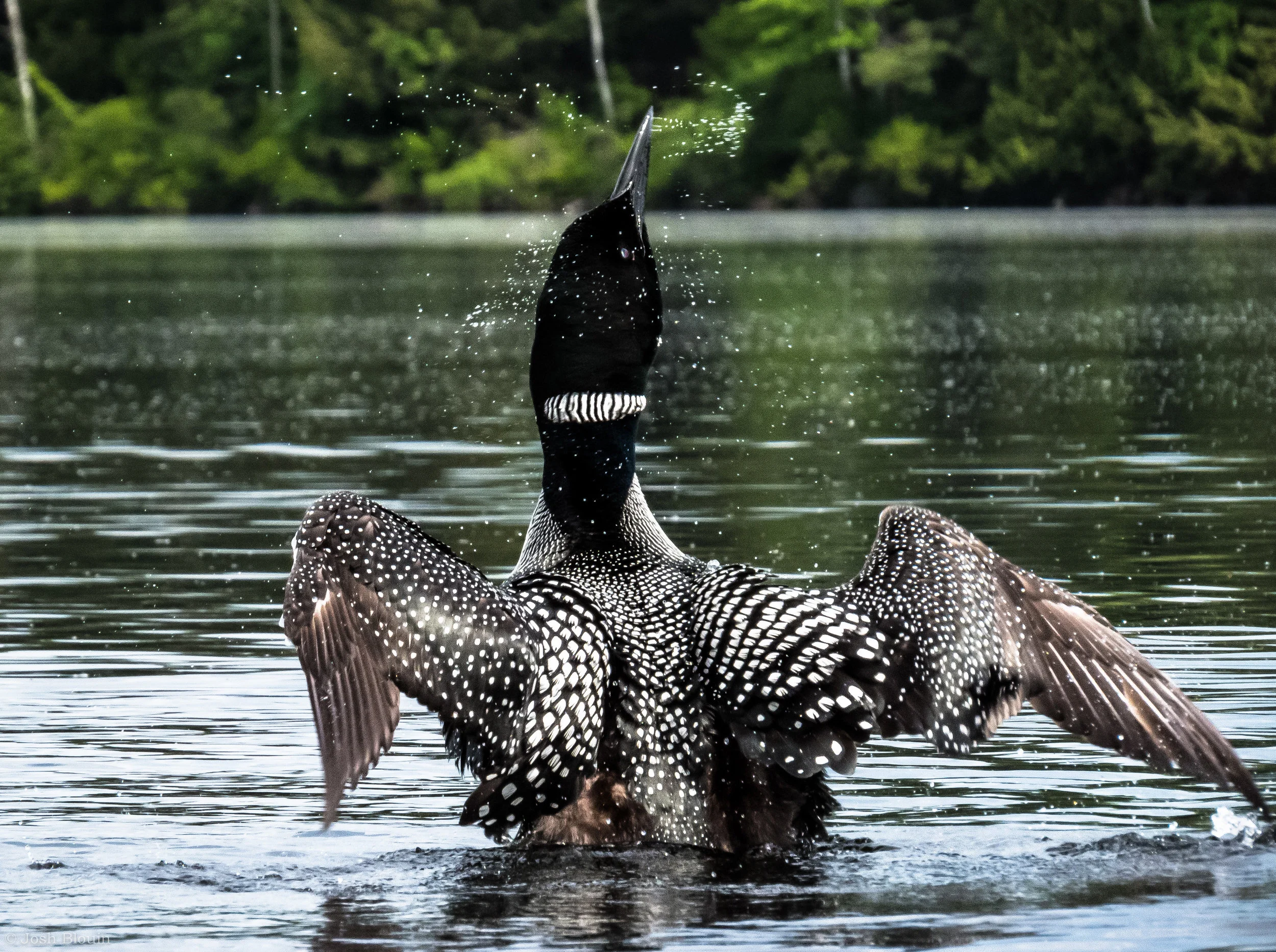 Vermont Wildlife — Josh Blouin Photography