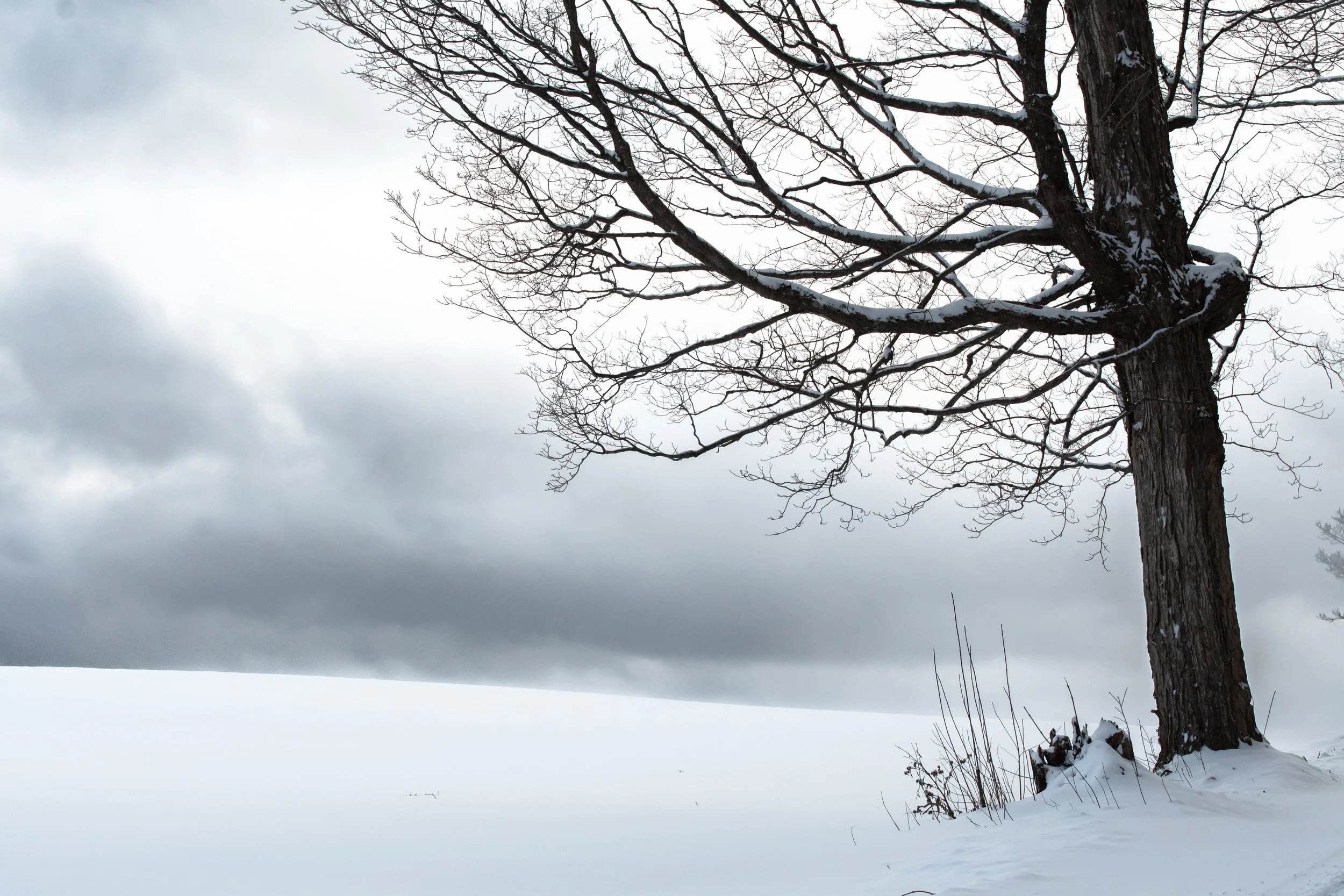 Bare Branches and Bitter Winds