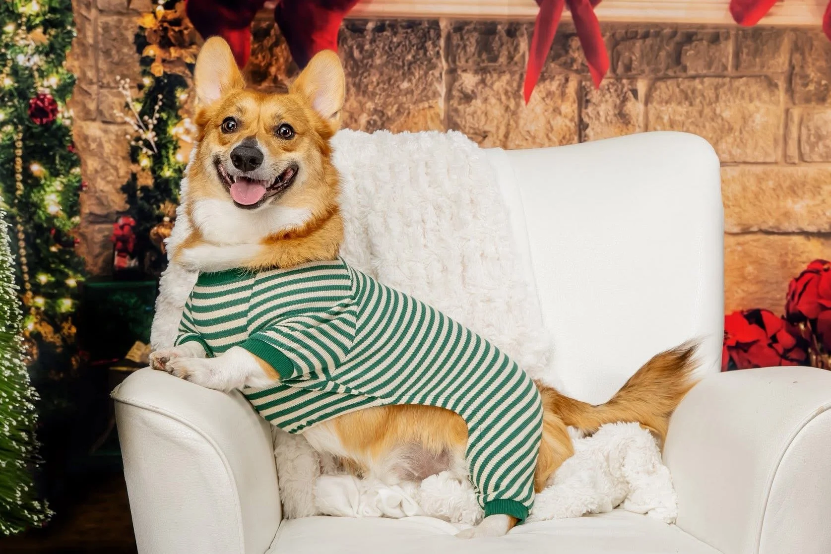 Omaha Dog Photographer | Christmas Mini Sessions