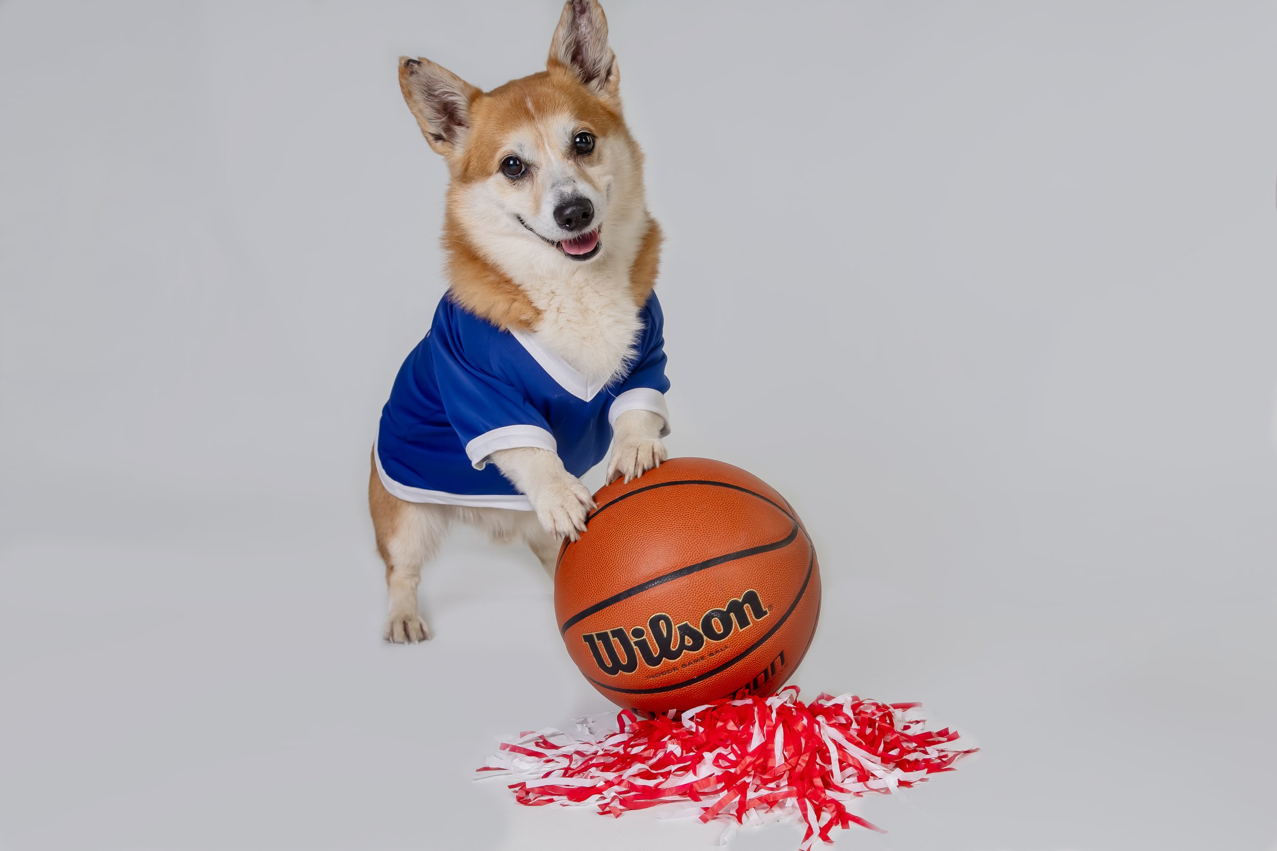 Omaha Dog Photographer | Corgi Calendar 