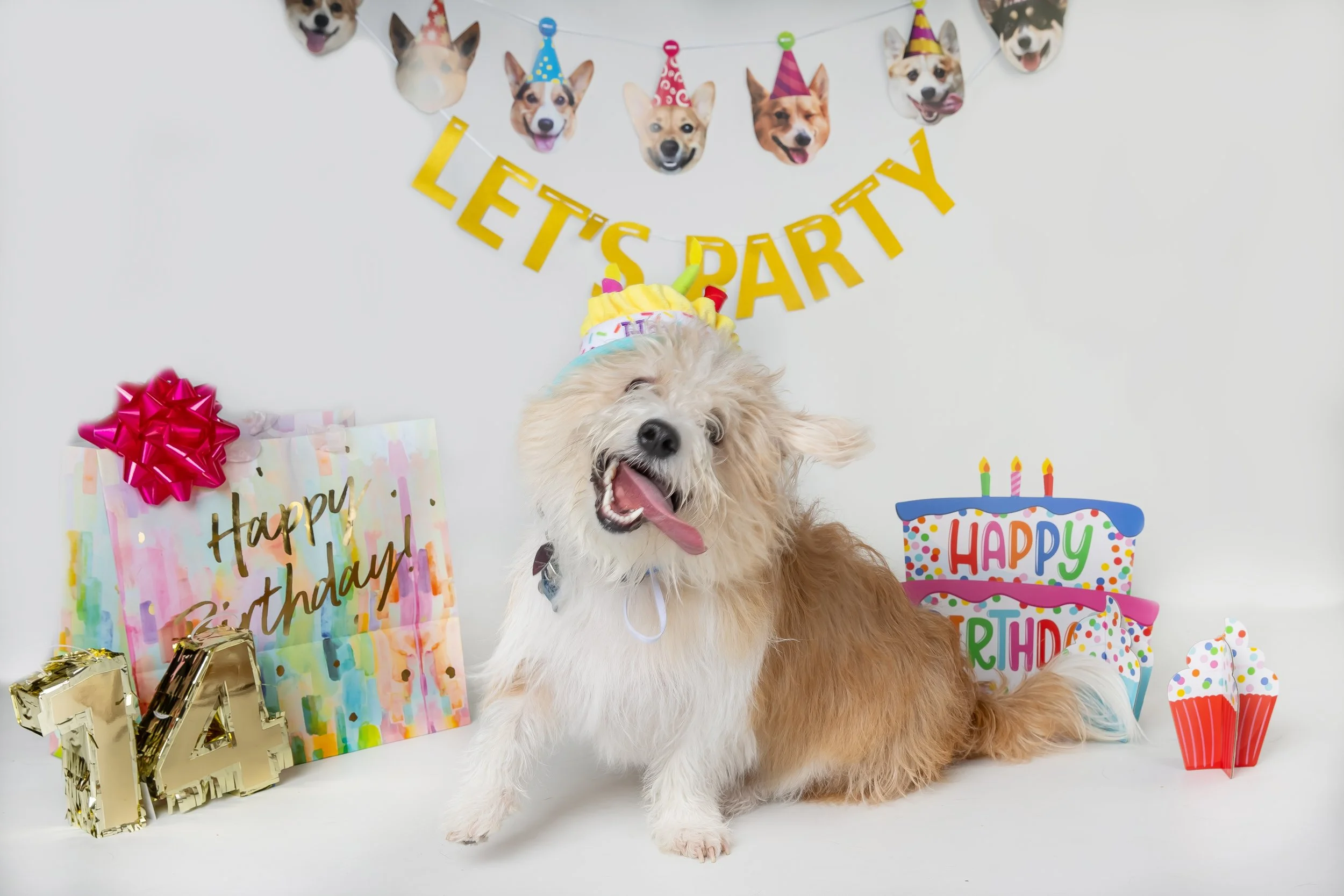 Omaha Dog Photographer | Birthday | Studio