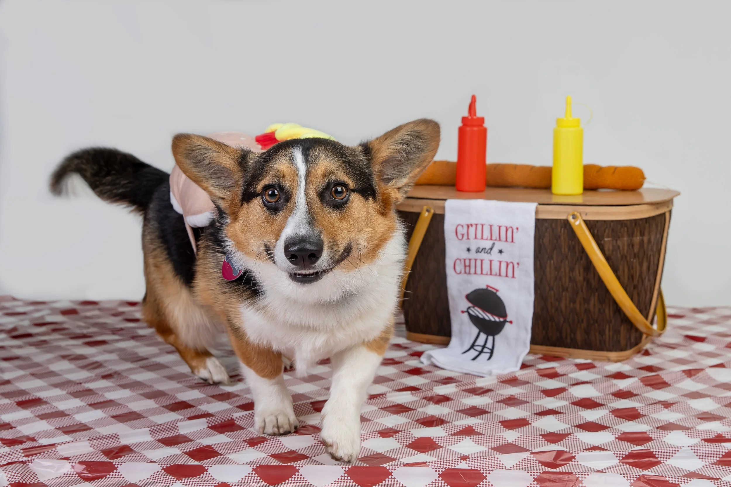 Omaha Dog Photographer | Omaha Corgi Calendar 