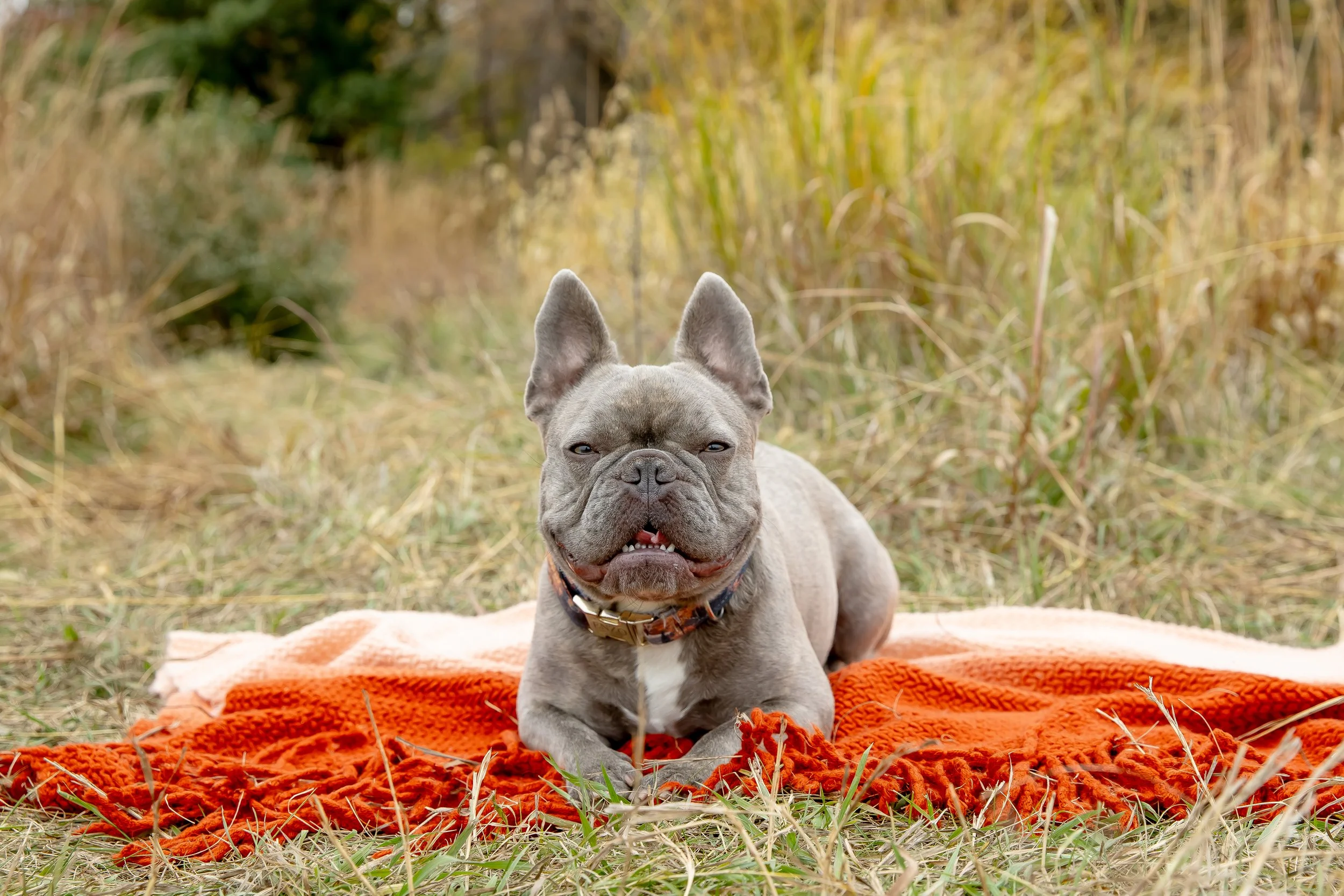 Omaha Dog Photographer | Chalco | French Bulldog 