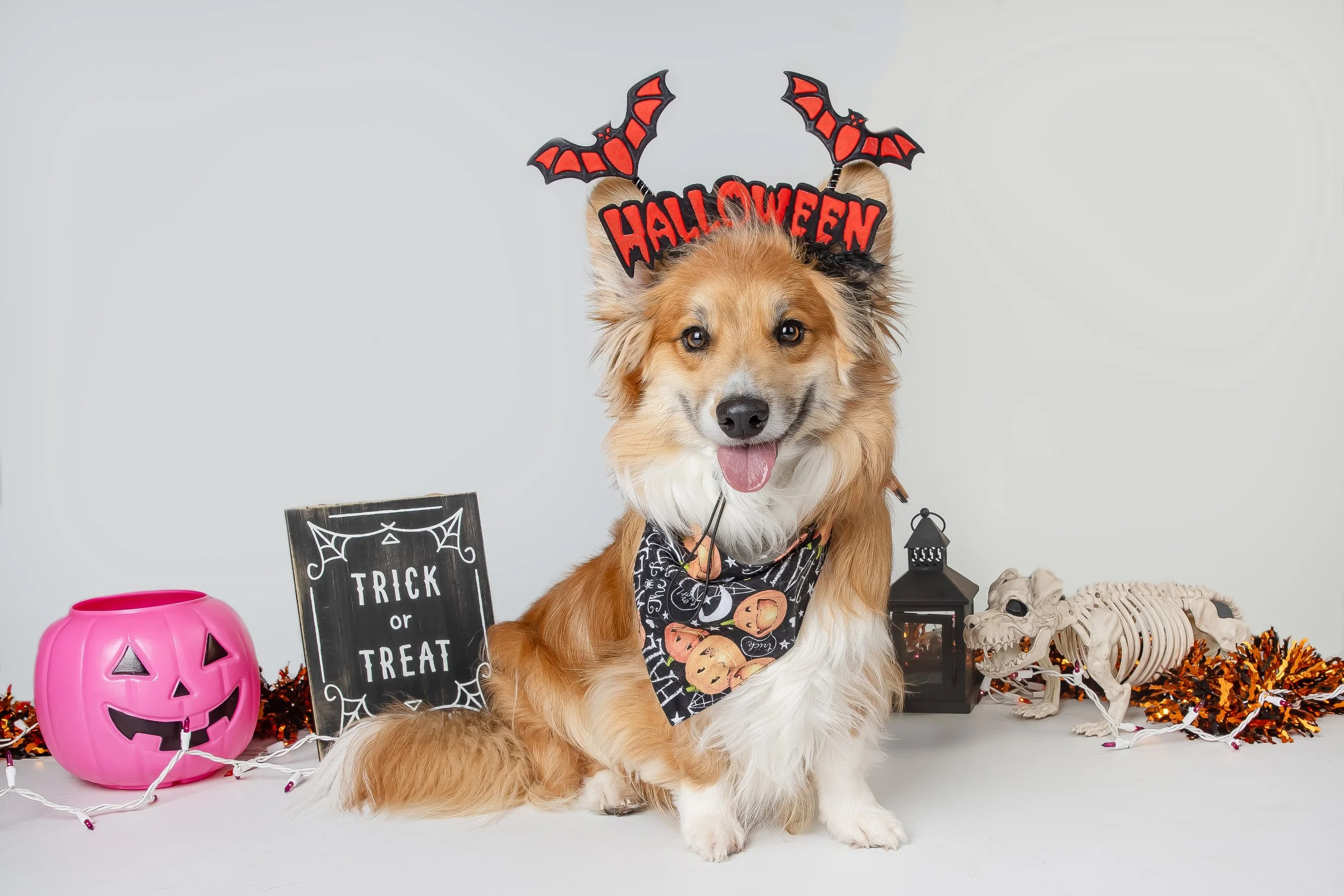 Omaha Dog Photographer | Corgi Halloween Costume
