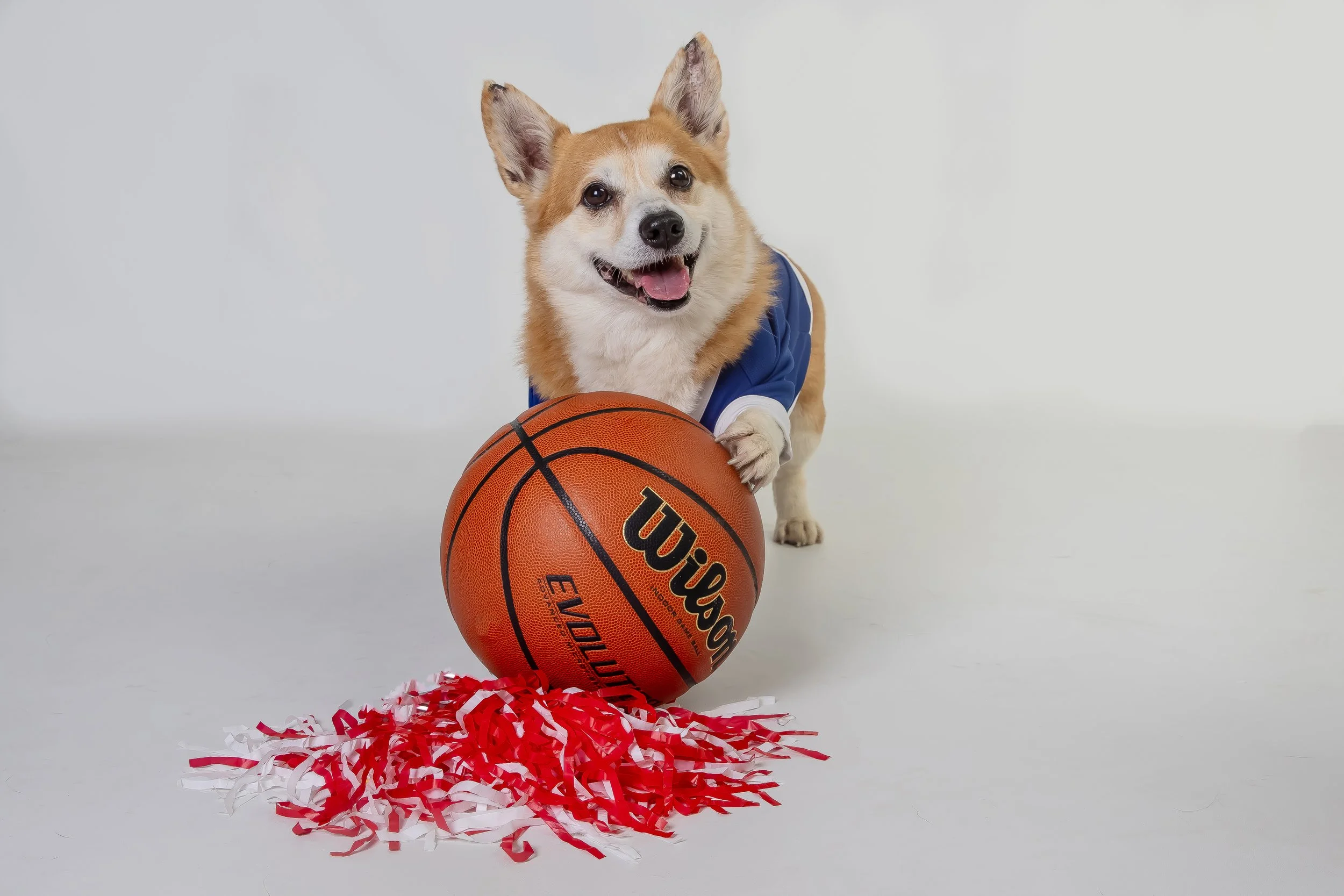 Omaha Pet Photographer | Dog Tricks 