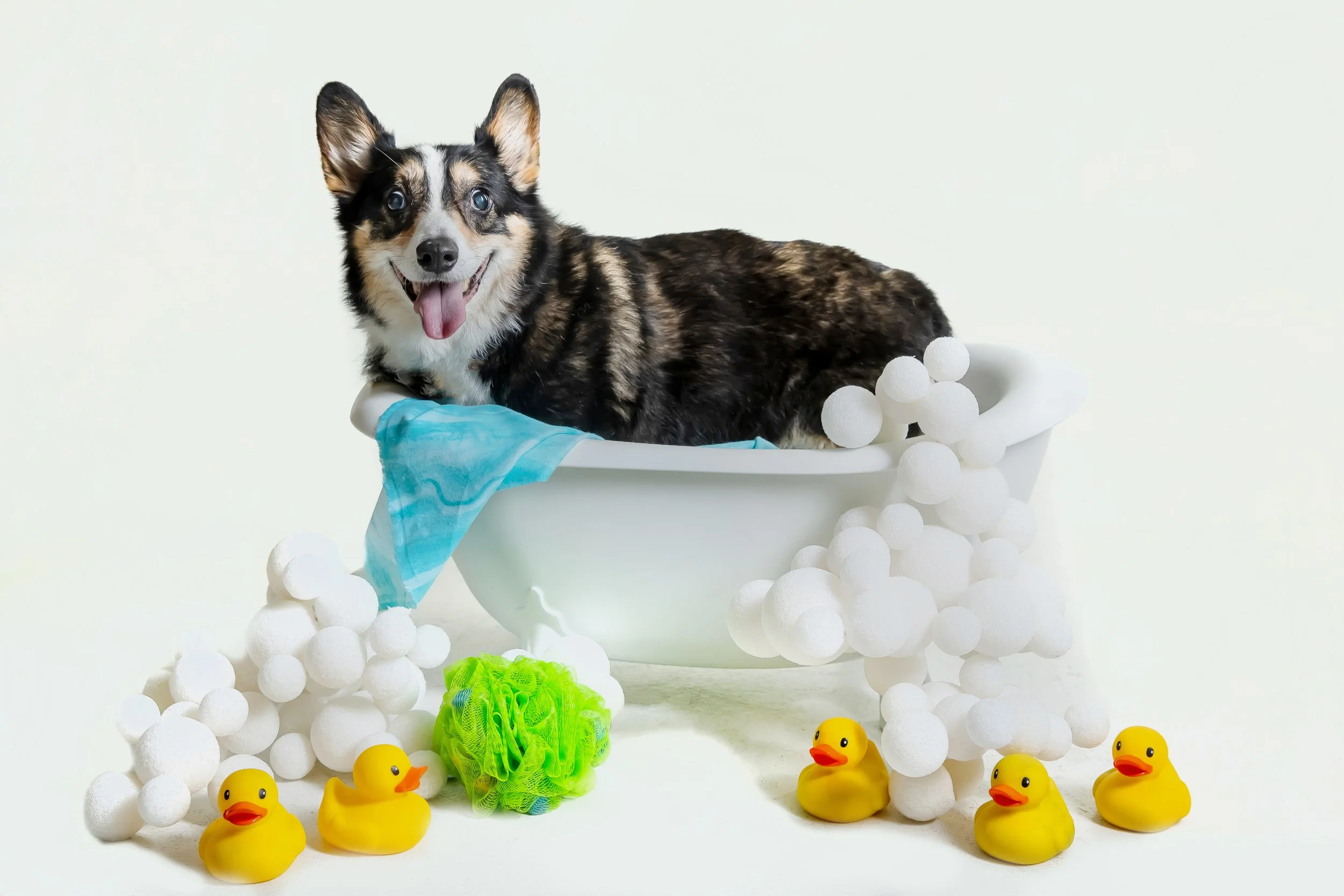 Omaha Dog Photographer | Omaha Corgi Club Calendar 