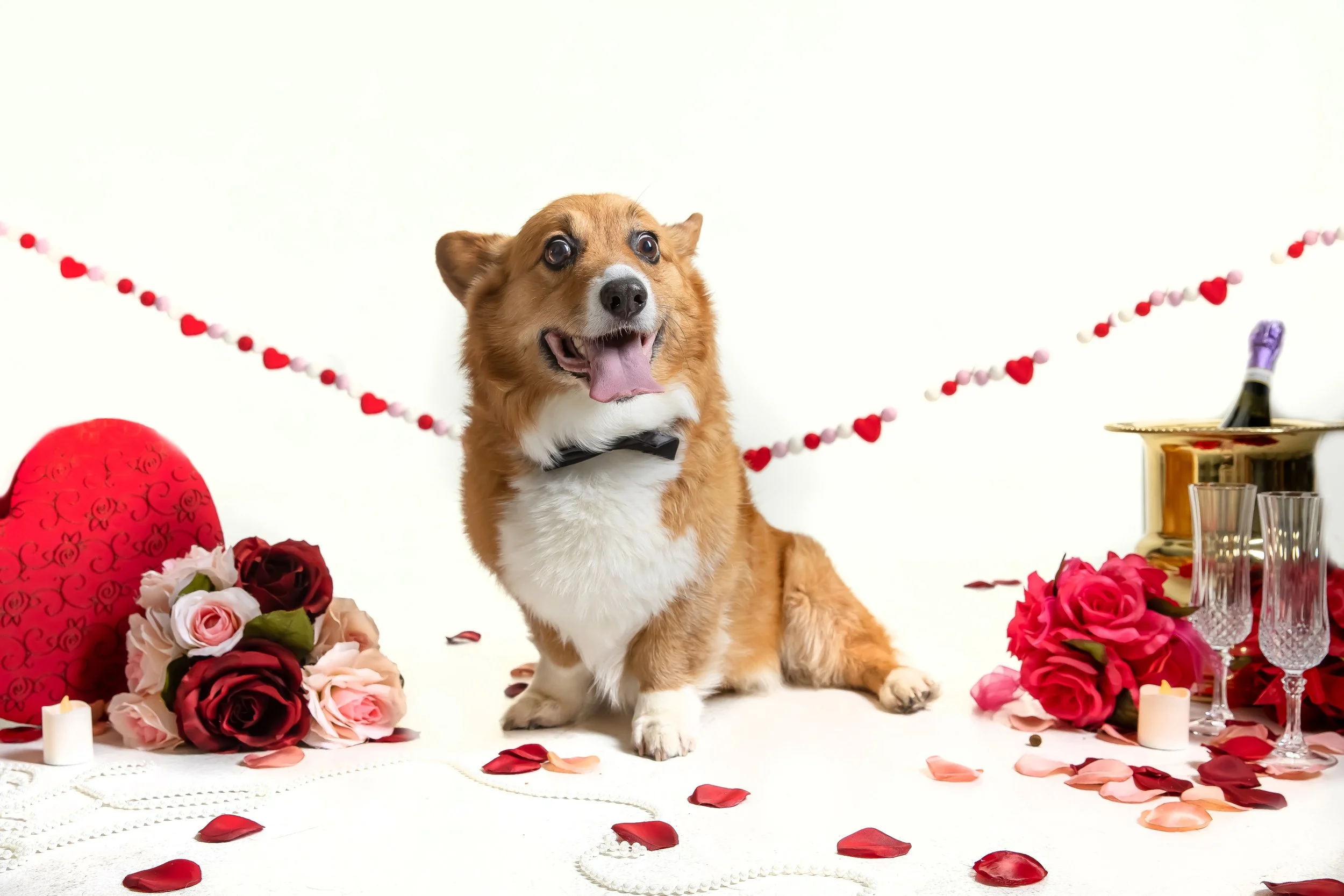 Omaha Dog Photography | Valentine's Day Mini Session 
