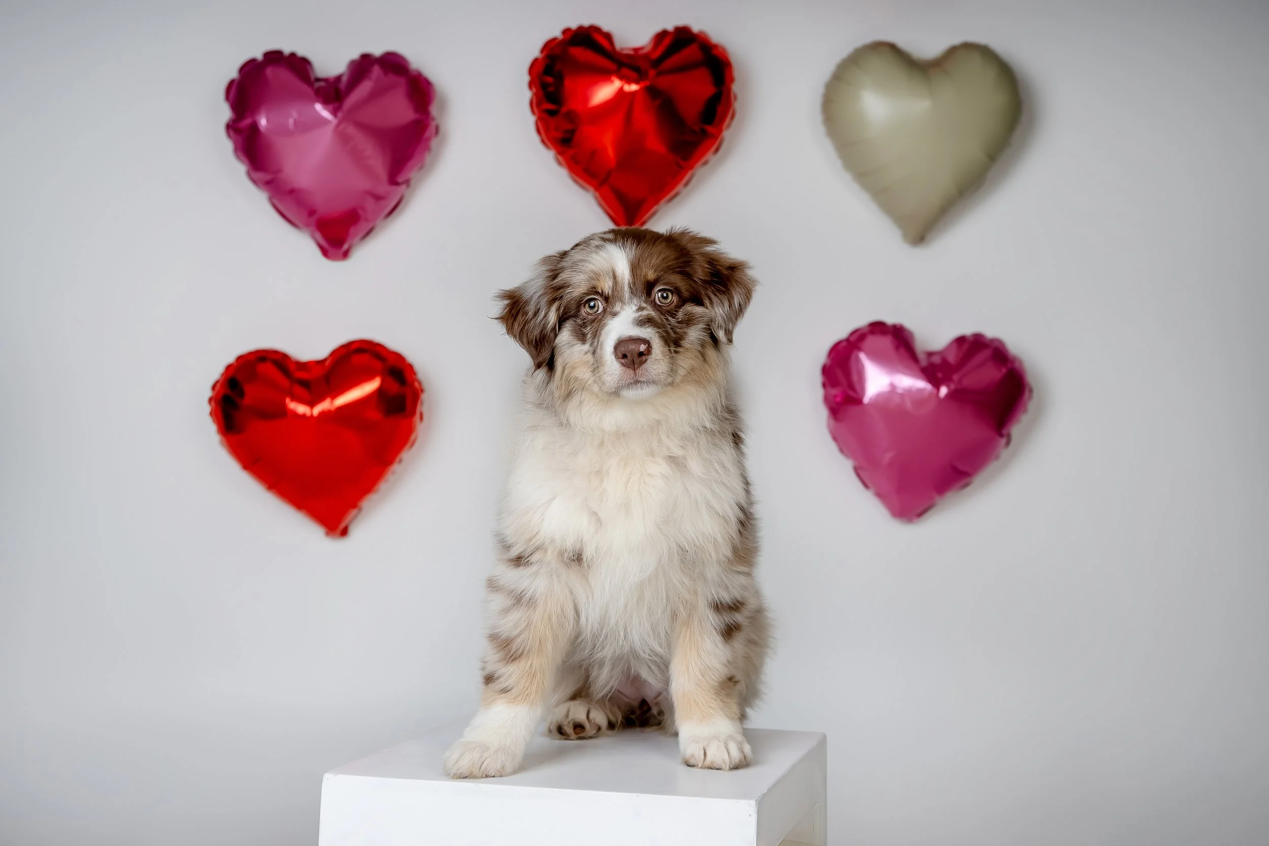 Omaha Dog Photographer | Mini Aussie | Valentine's Day Session 