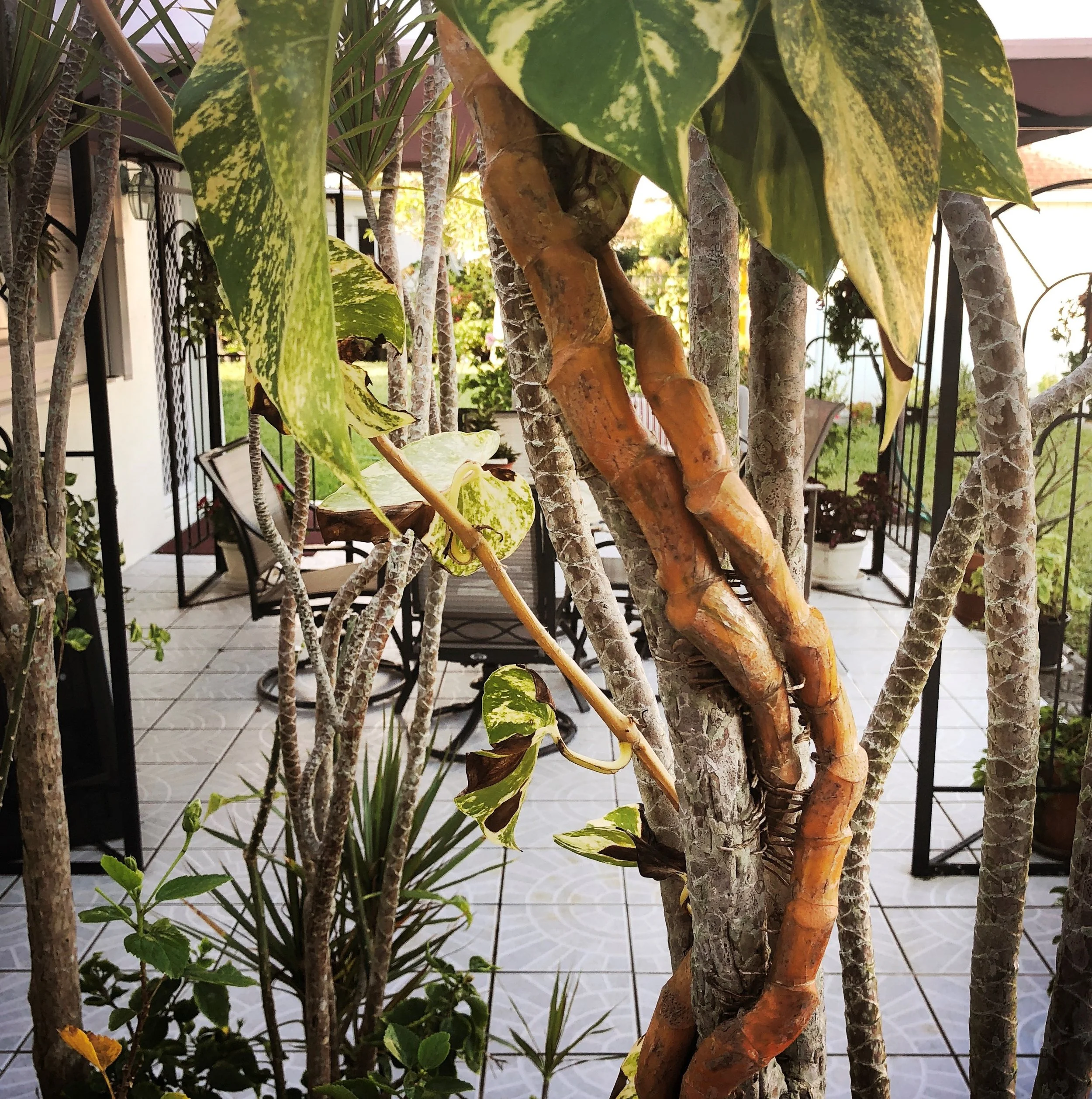 Open Air Places - Blanc Maison Vacation Rental House Grand Bahama Island