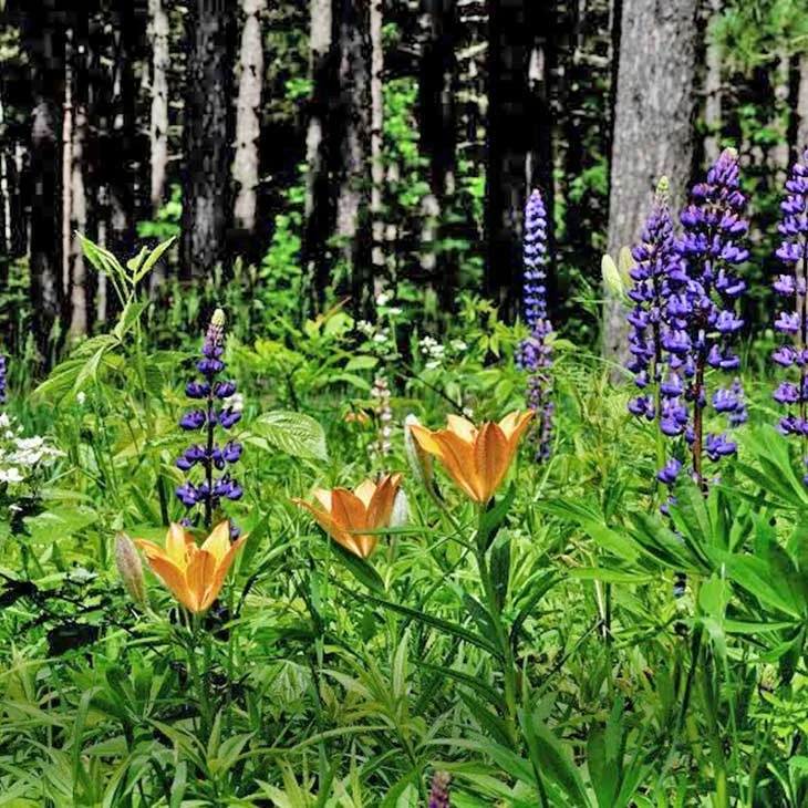 wildflowers-3.jpg