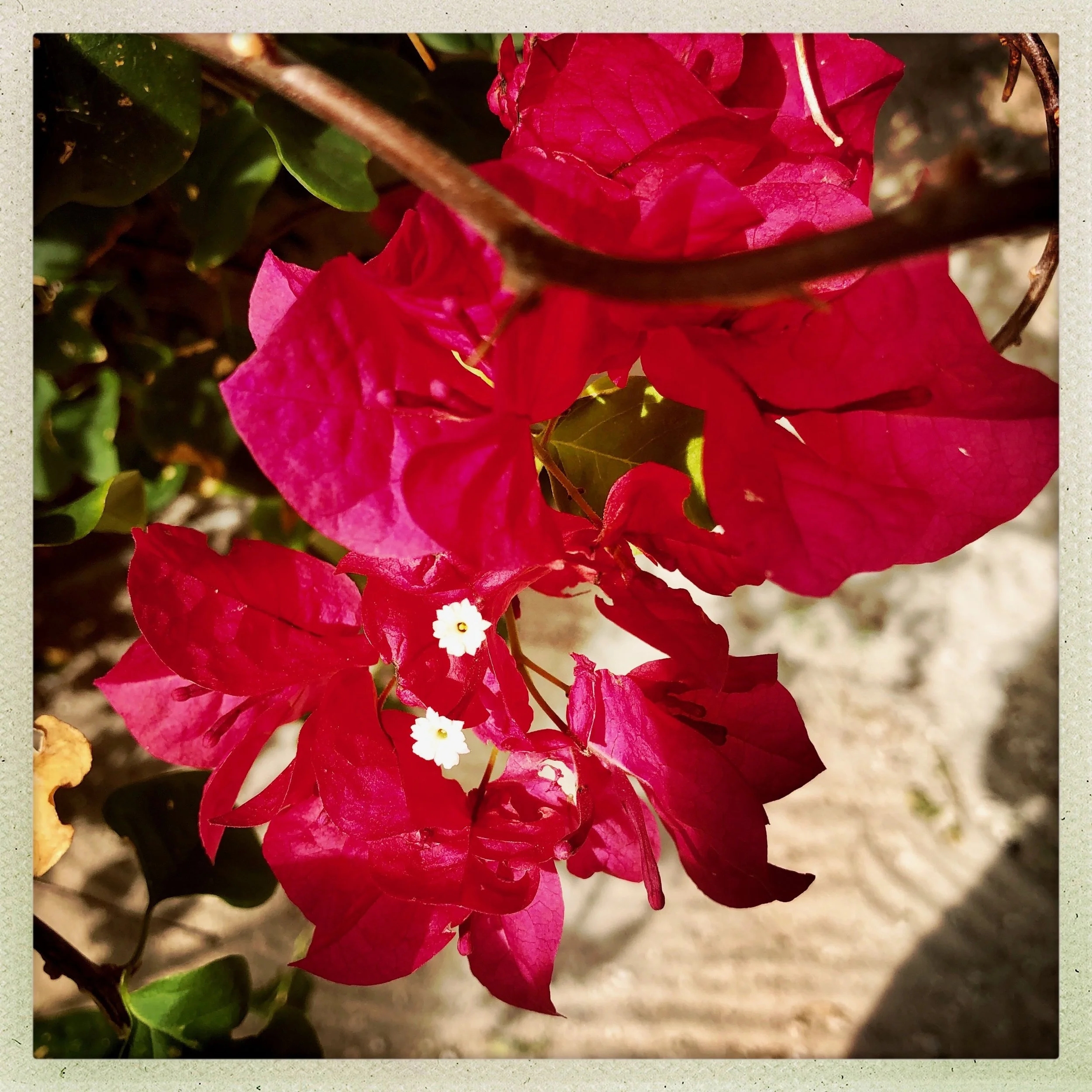 Open Air Places Bougainvillea on Abaco.jpg