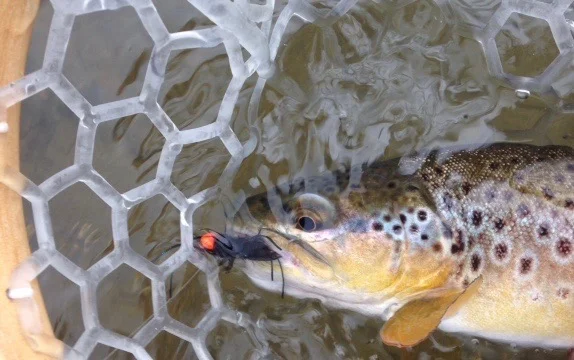 A wee Brown with a BIG appetite!
