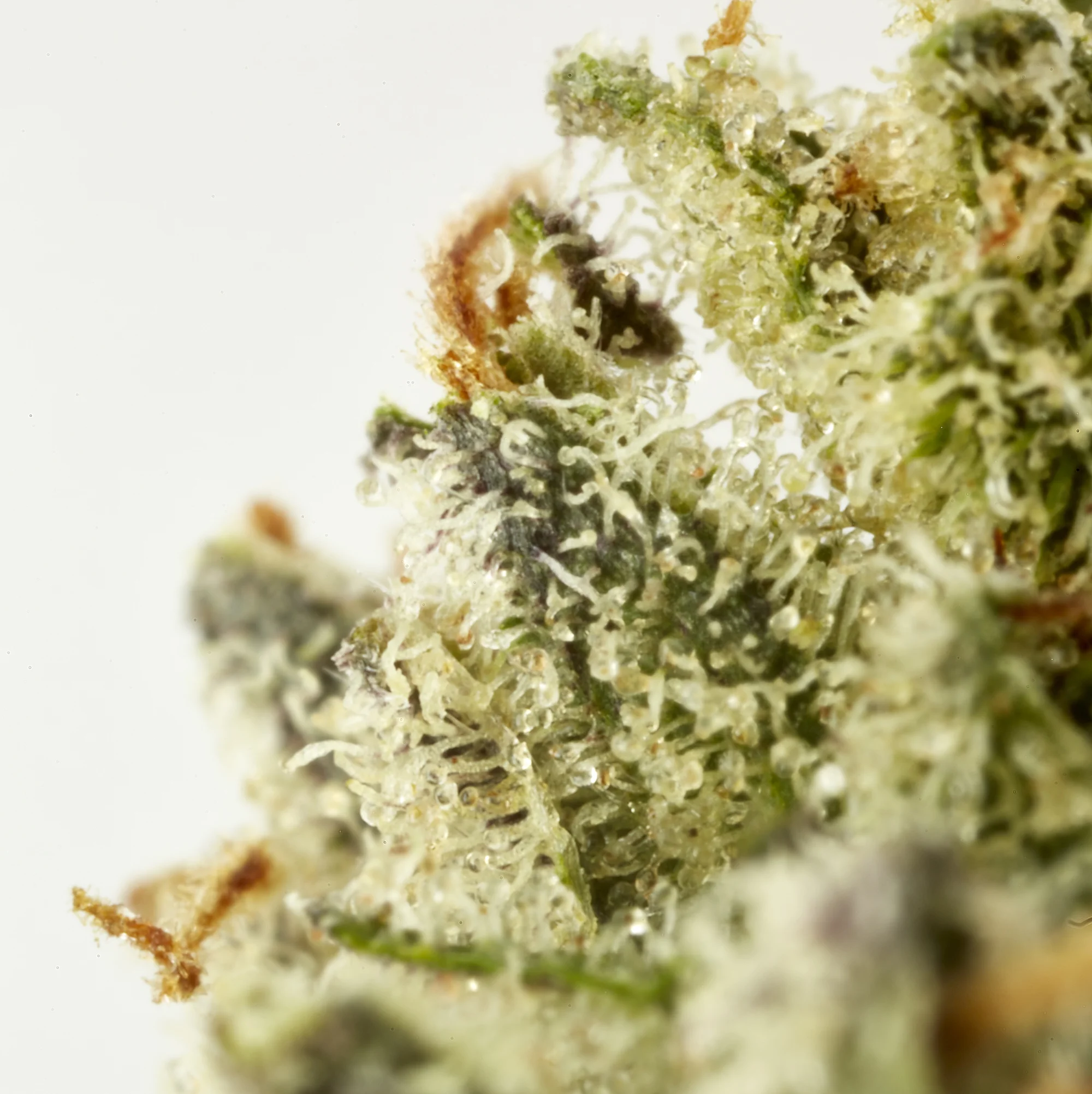 sativa.jpg