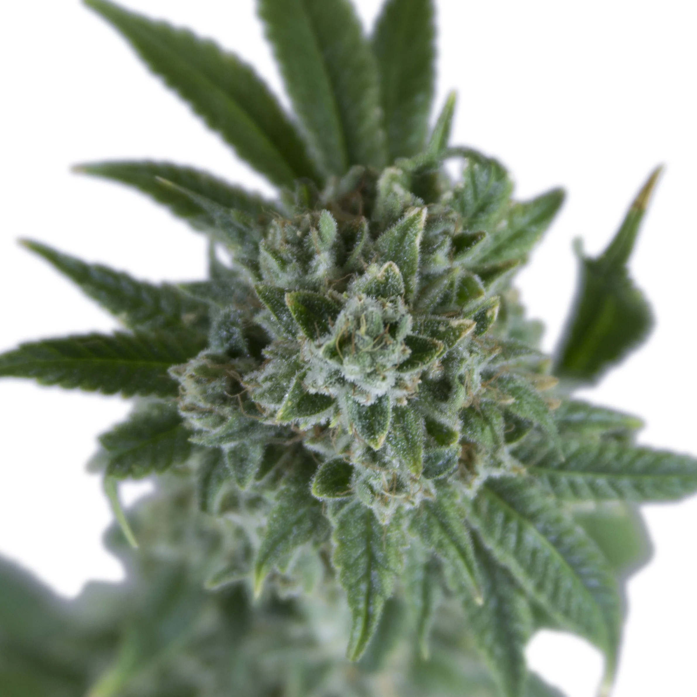 SuperSour_flowerCU_1823.jpg