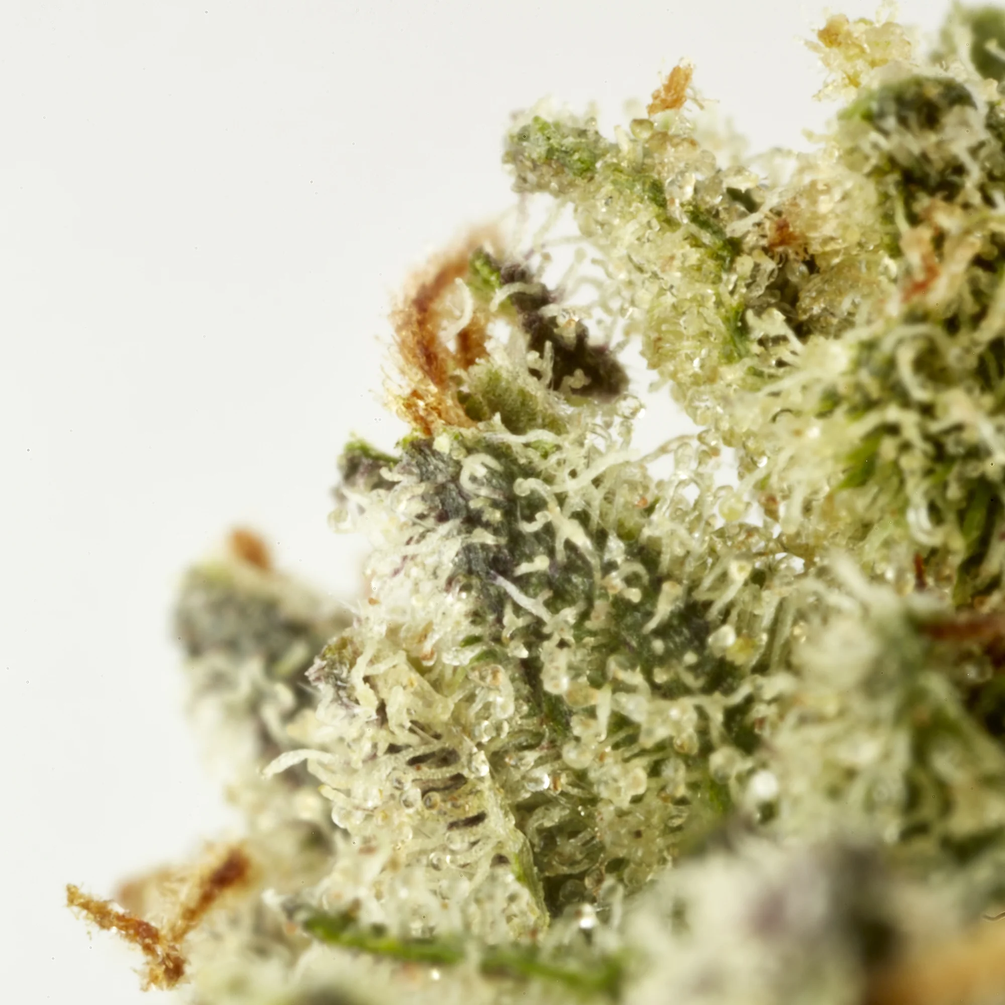 501 St OG_leaf_0705161030.jpg