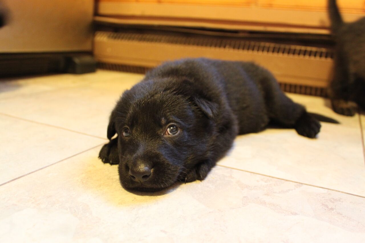 kyle_warren_dogs_german_shepherd_puppy_time_page_preview.jpeg