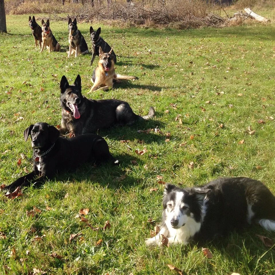 kyle_warren_dogs_advanced_training1_preview.jpeg