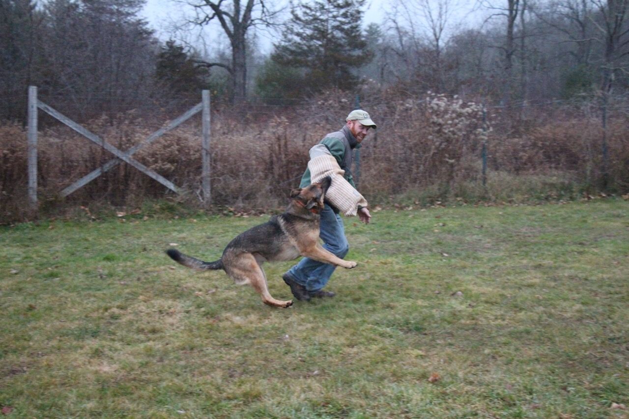 kyle_warren_dogs_german_shepherd_bite_sleeve_protection_work_preview.jpeg