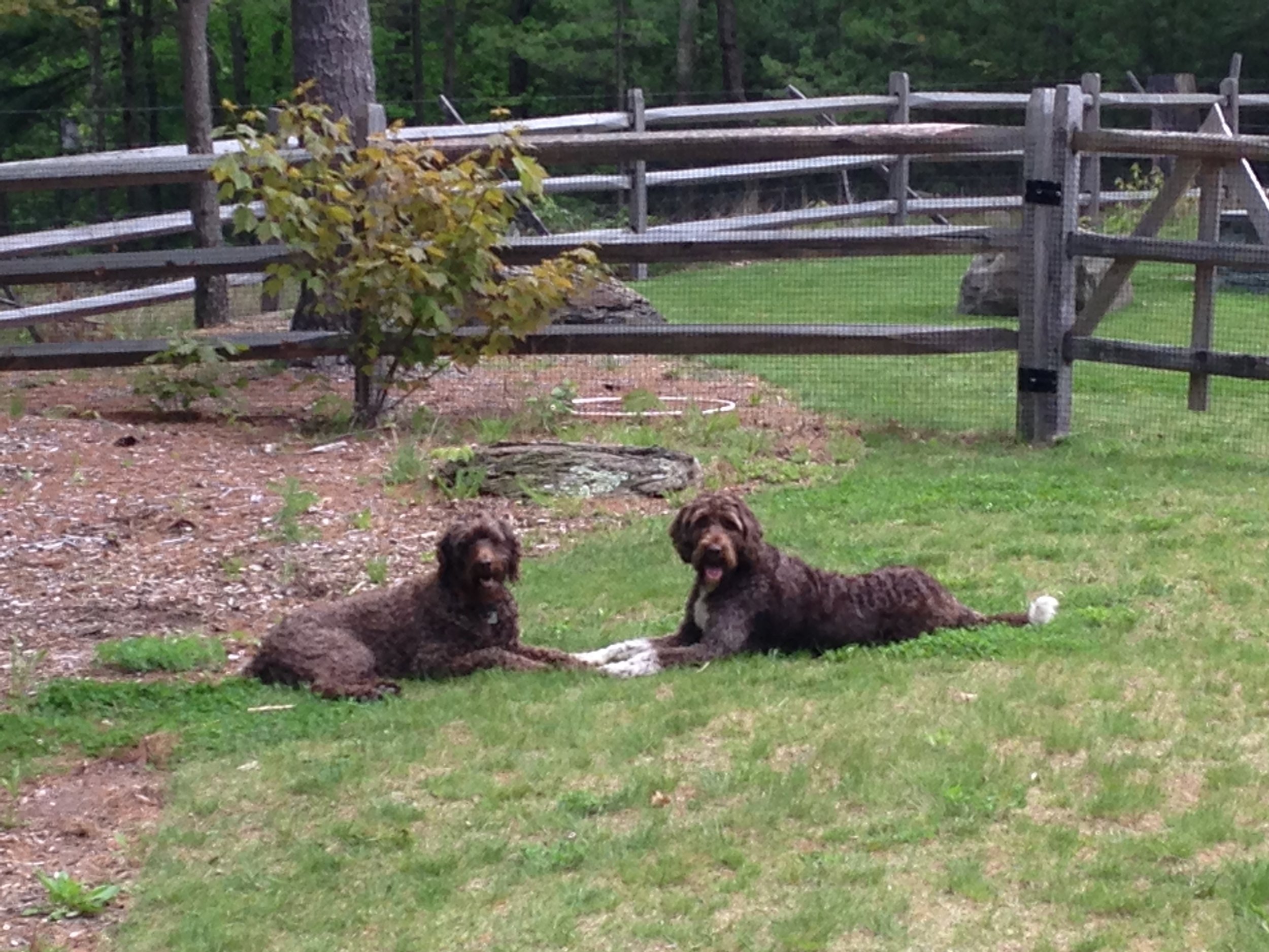 warrens dog and hunting supplies