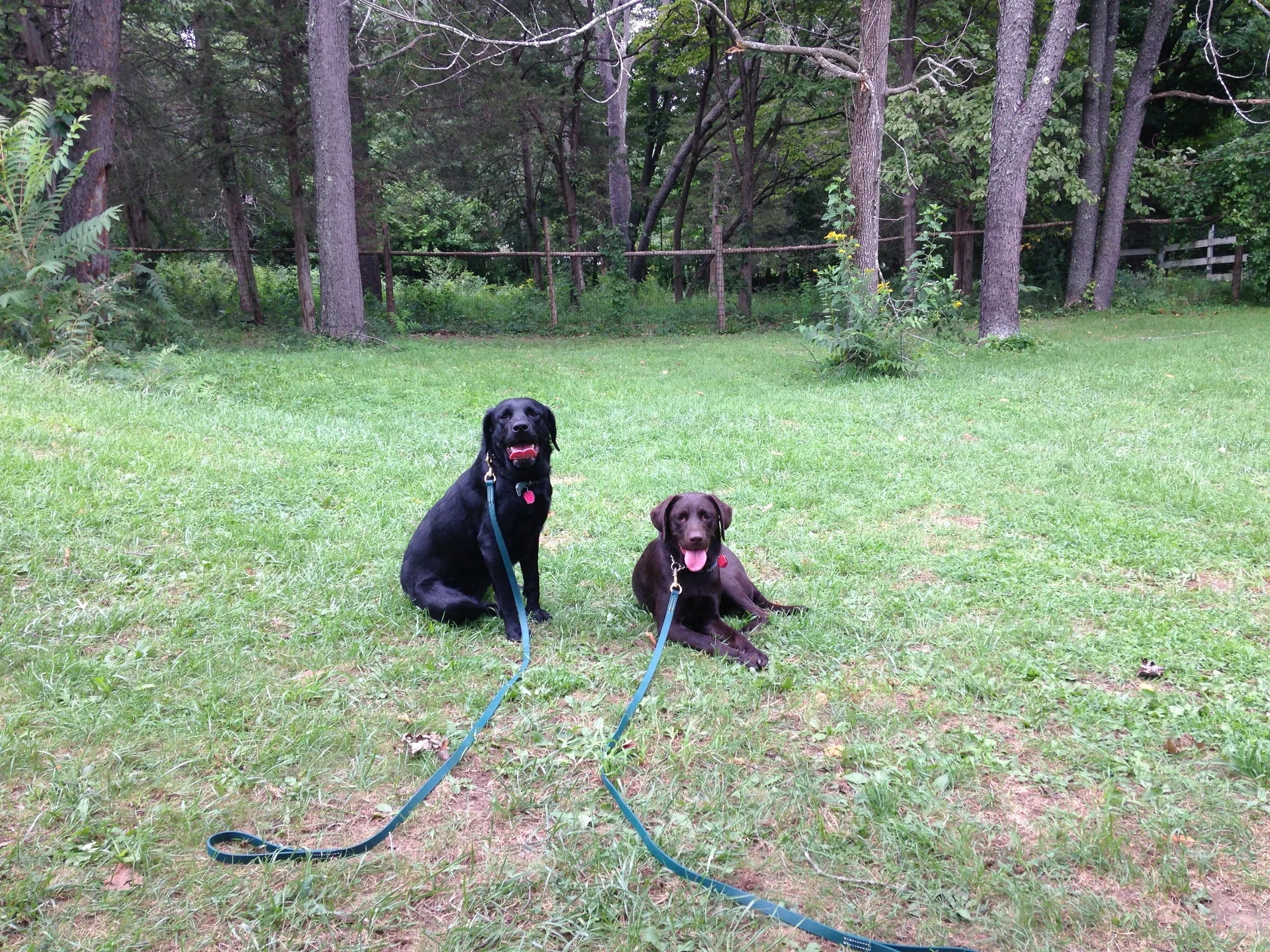 warrens dog and hunting supplies